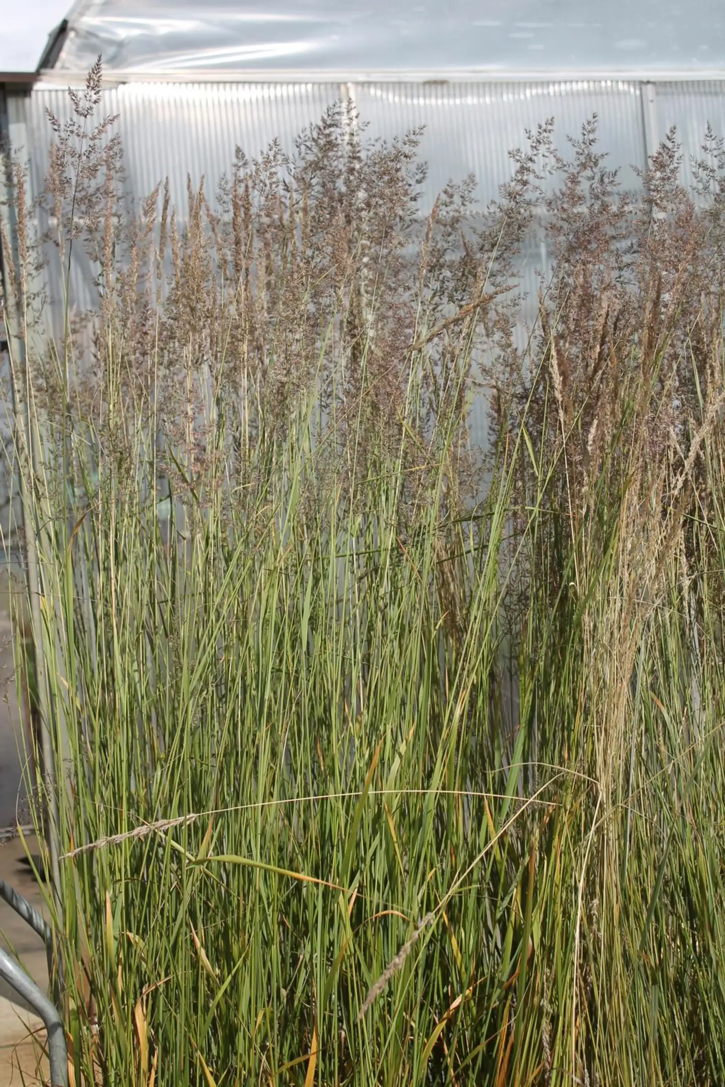 Koristekastikka 'Karl Foerster' Calamagrostis x acutiflora 'Karl Foerster'