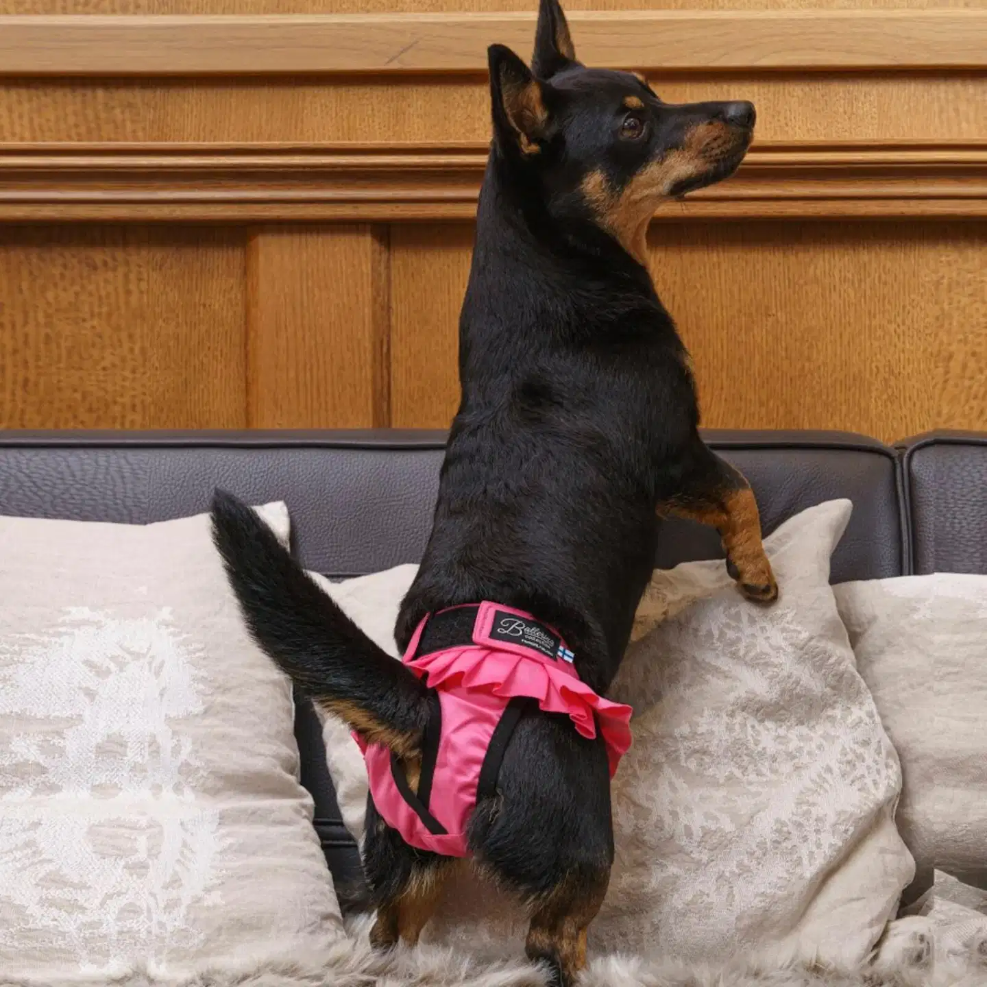 Finnero ballerina pestävä narttusuoja koiralle pinkki l - Pinkki - 10