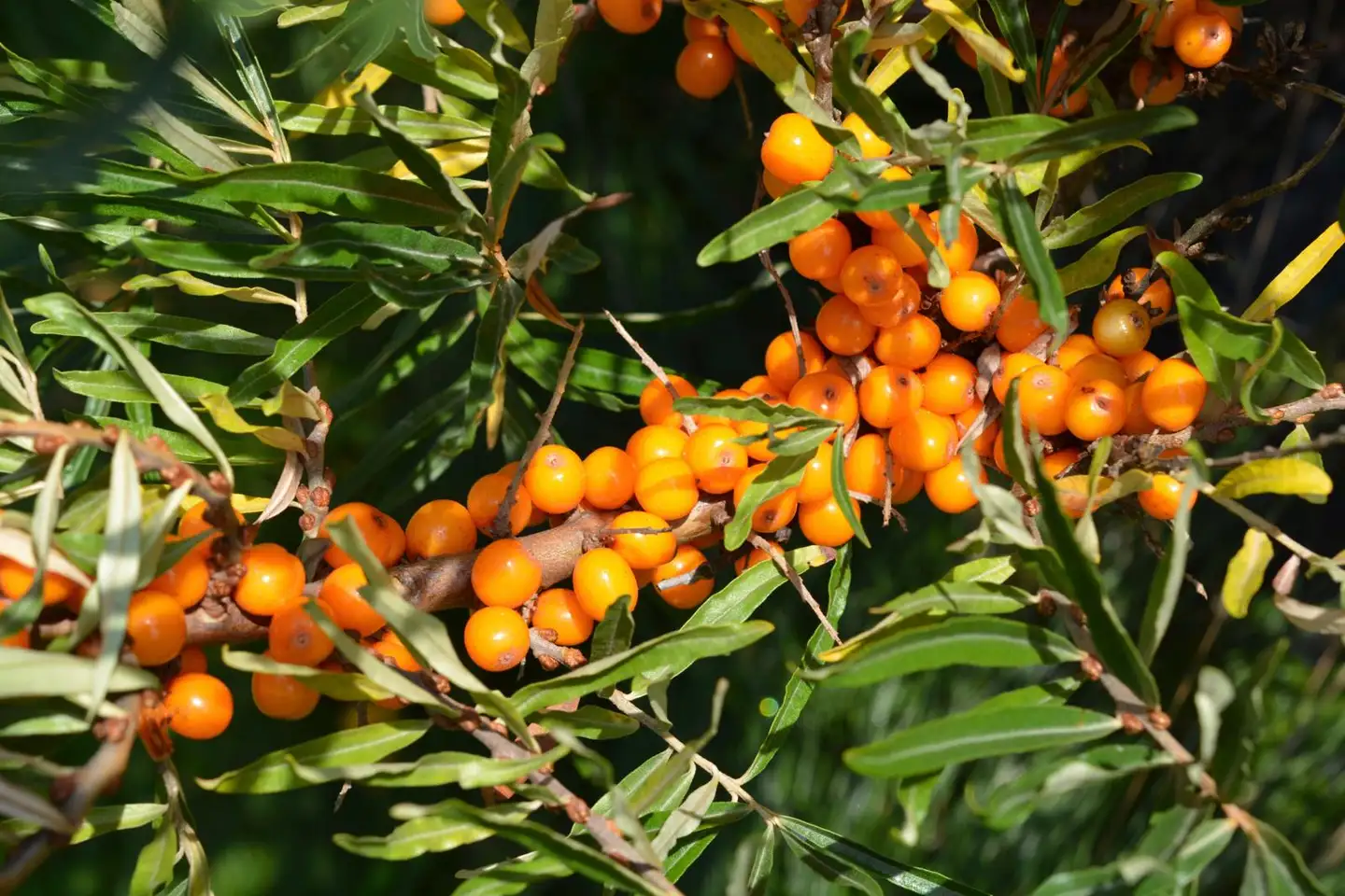 Tyrni 'Kulta' emi 3 l astiataimi Hippophae rhamnoides 'Kulta'