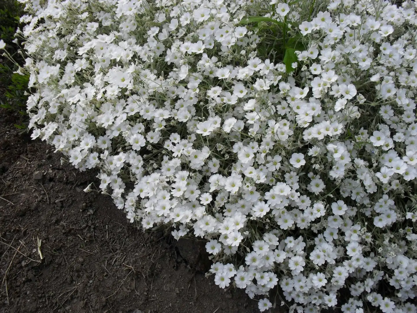 Hopeahärkki Cerastium tomentosum