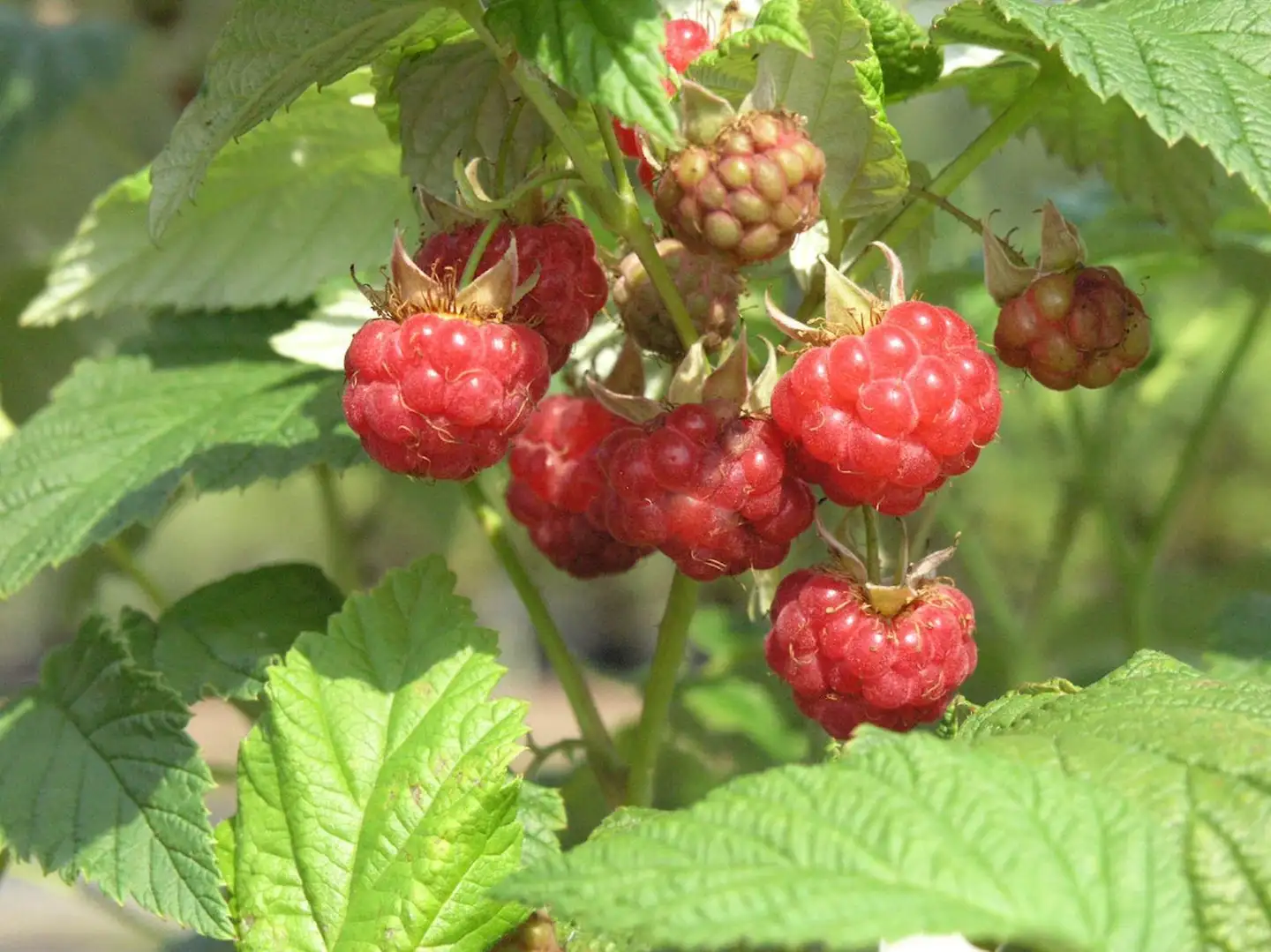 Mesivadelma 'Heisa' astiataimi 2 l Rubus x binatus 'Heisa'