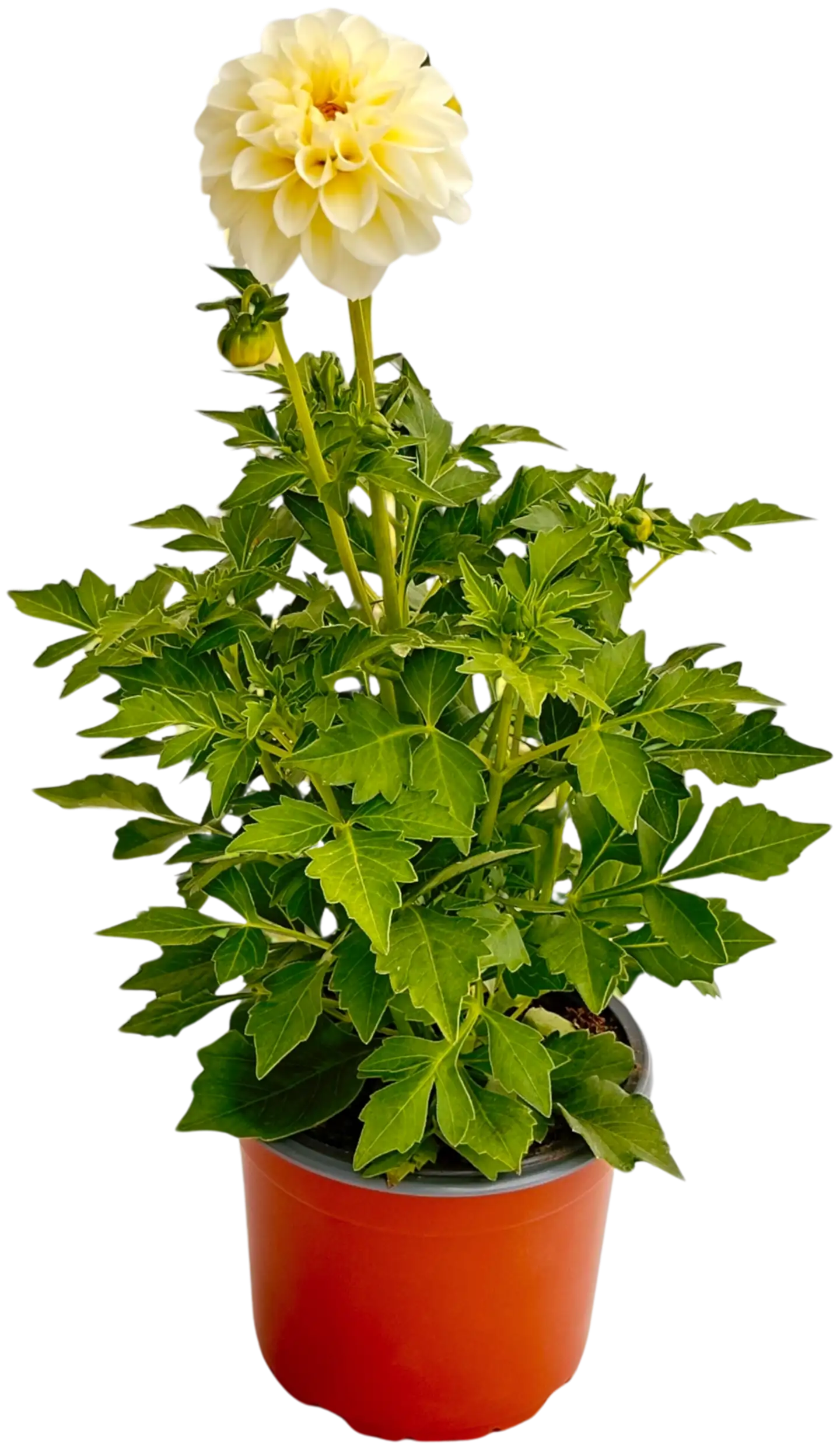 Pistokasdaalia 13 cm ruukku - 1