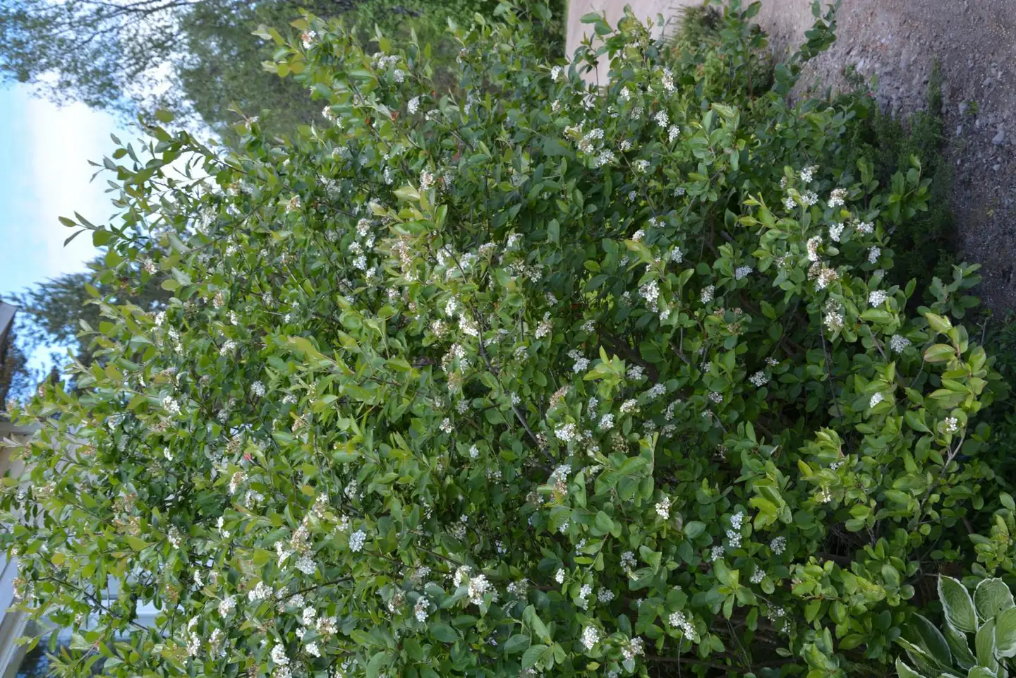 Koristearonia piiska 30-50 cm aitataimi pakkauksessa 10 kpl