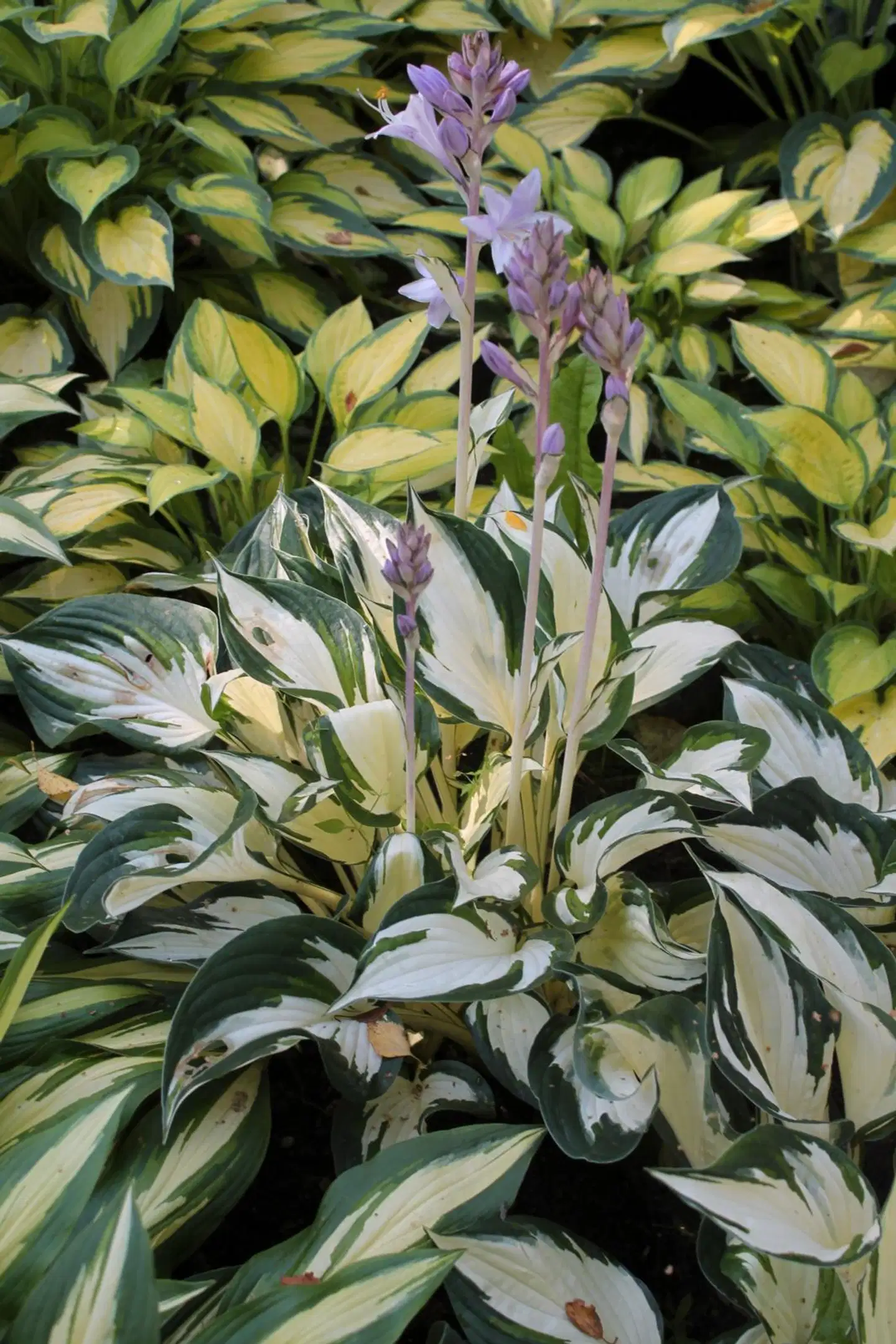 Satakunnan Taimitukku Jalokuunlilja Hosta 'Fire and Ice'