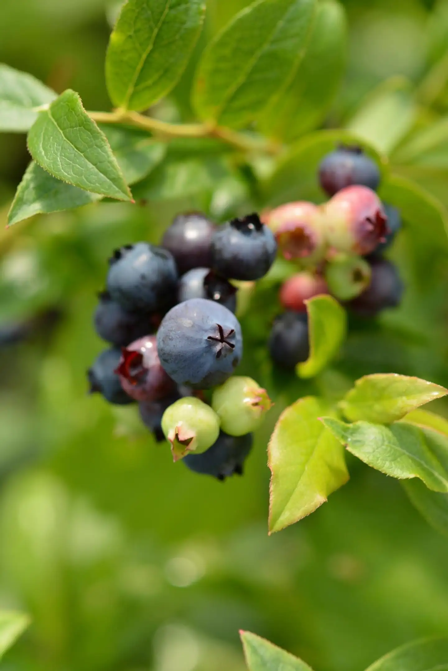 Tarhapensasmustikka 'Saani' FinE 2 L astiataimi Vaccinium Angustifolium-ryhma 'Saani'