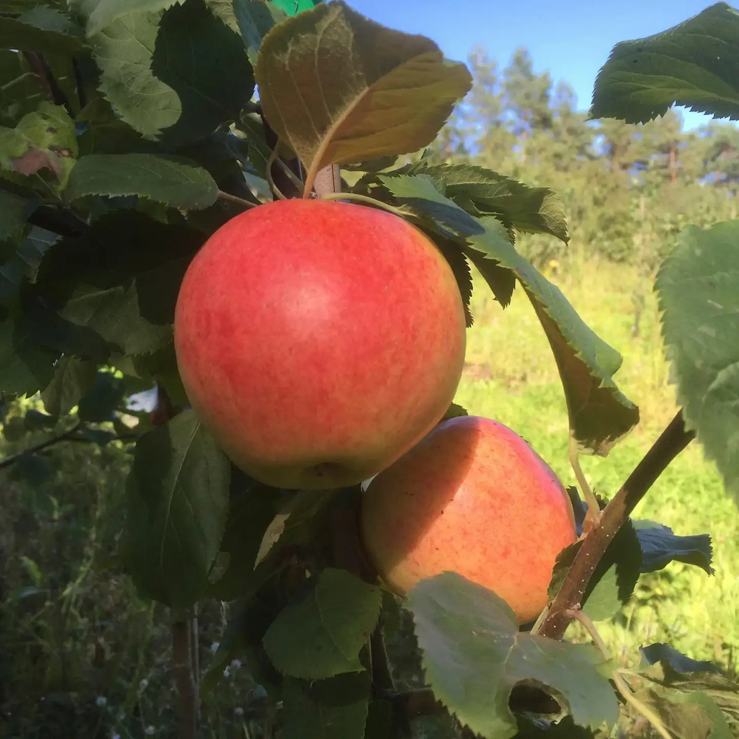 Omena ’Jubiljar’ I lk 7,5 L astiataimi Malus domestica ’Jubiljar’