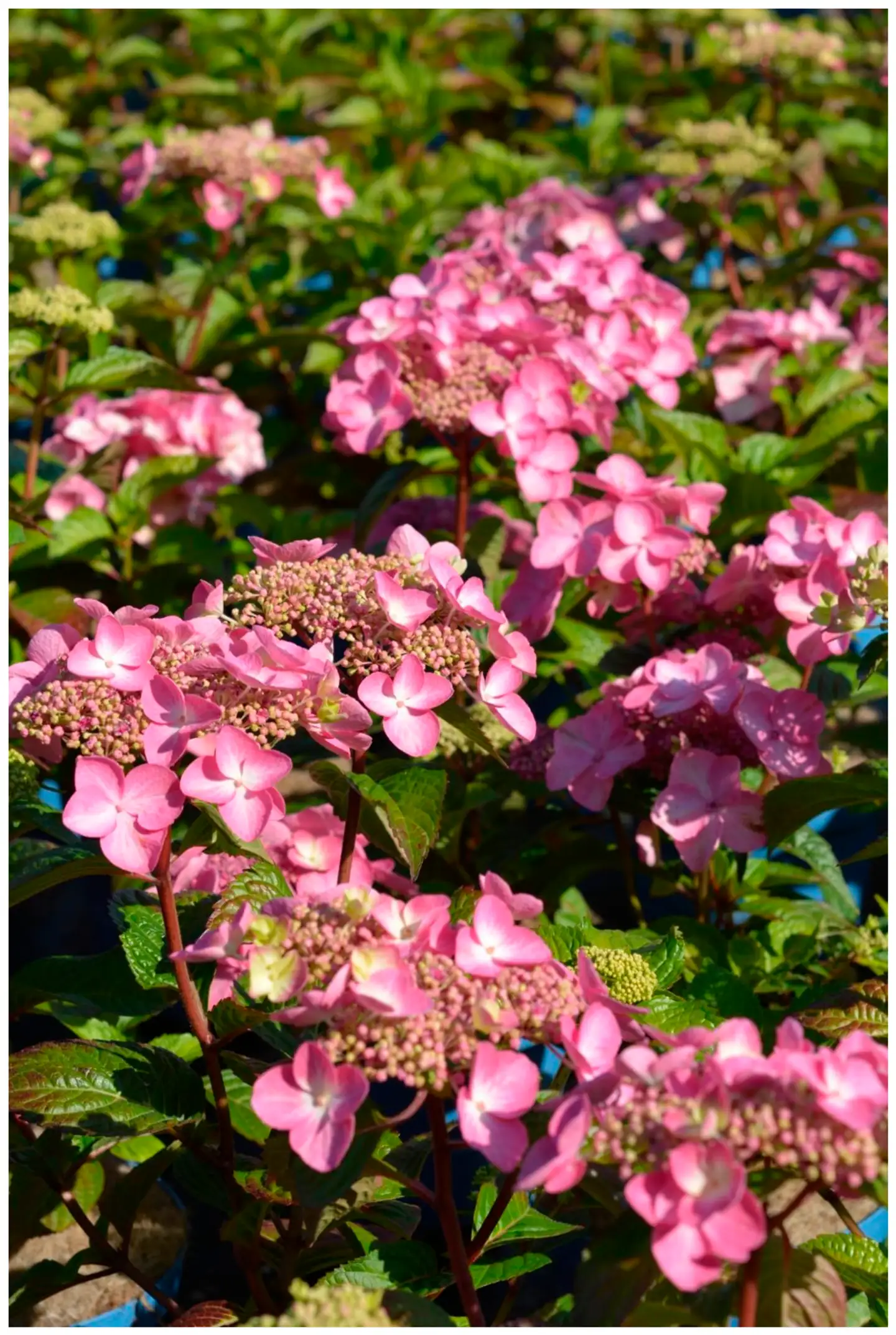 Jalohortensia Pop Star® 3 l astiataimi Hydrangea macrophylla 'Bailmacsix’