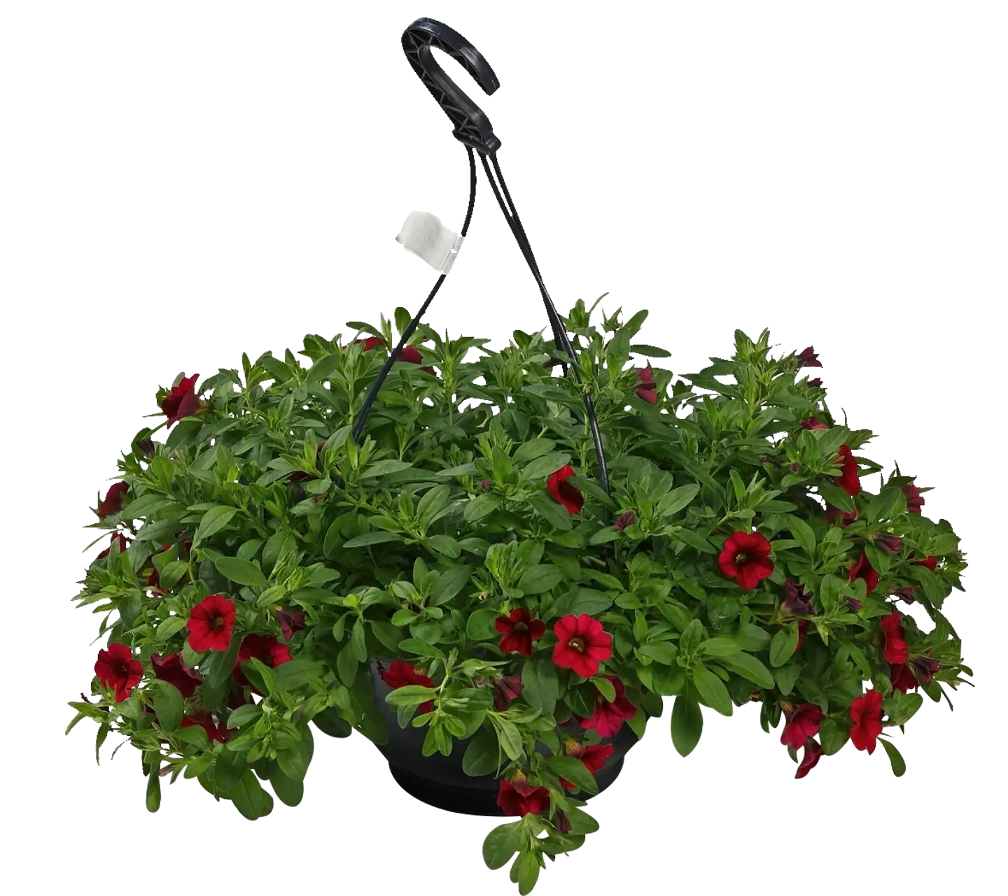 Kesäkukka-amppeli 23 cm ruukussa. Lajeina lobelia, lumihiutale, petunia, pikkupetunia ja verbena. - 5
