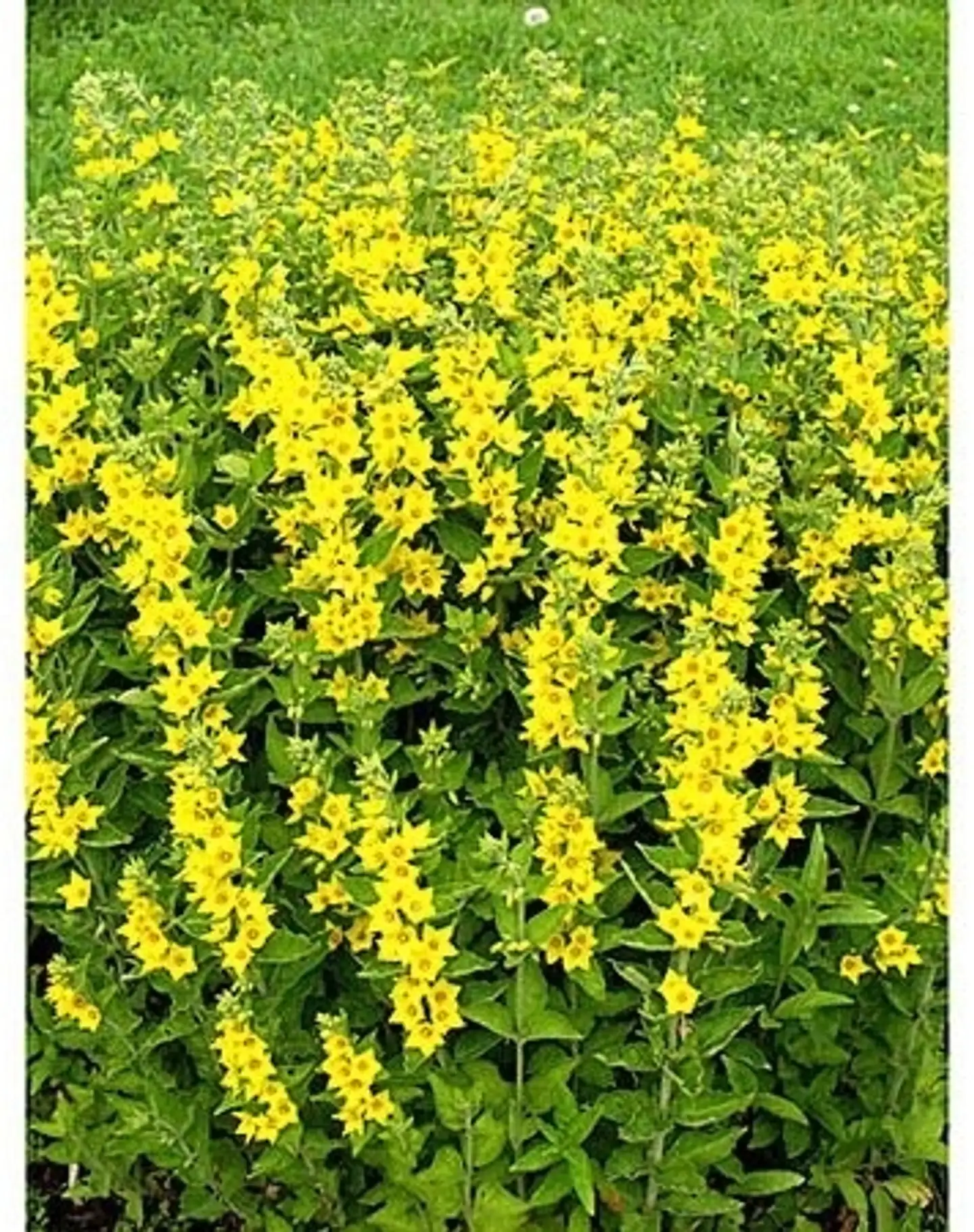 Tarha-alpi Lysimachia punctata