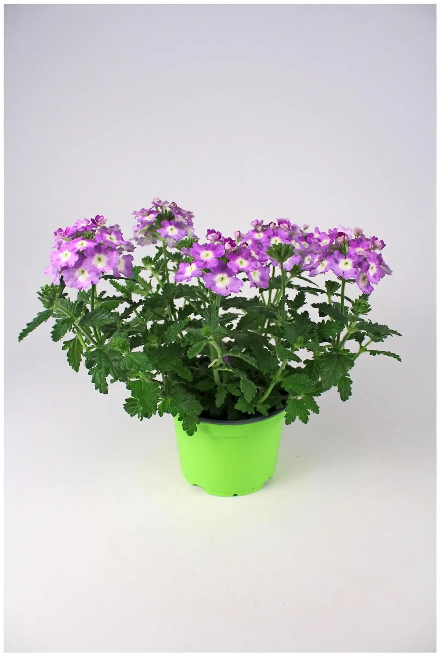 Amppelimix 12cm - 5