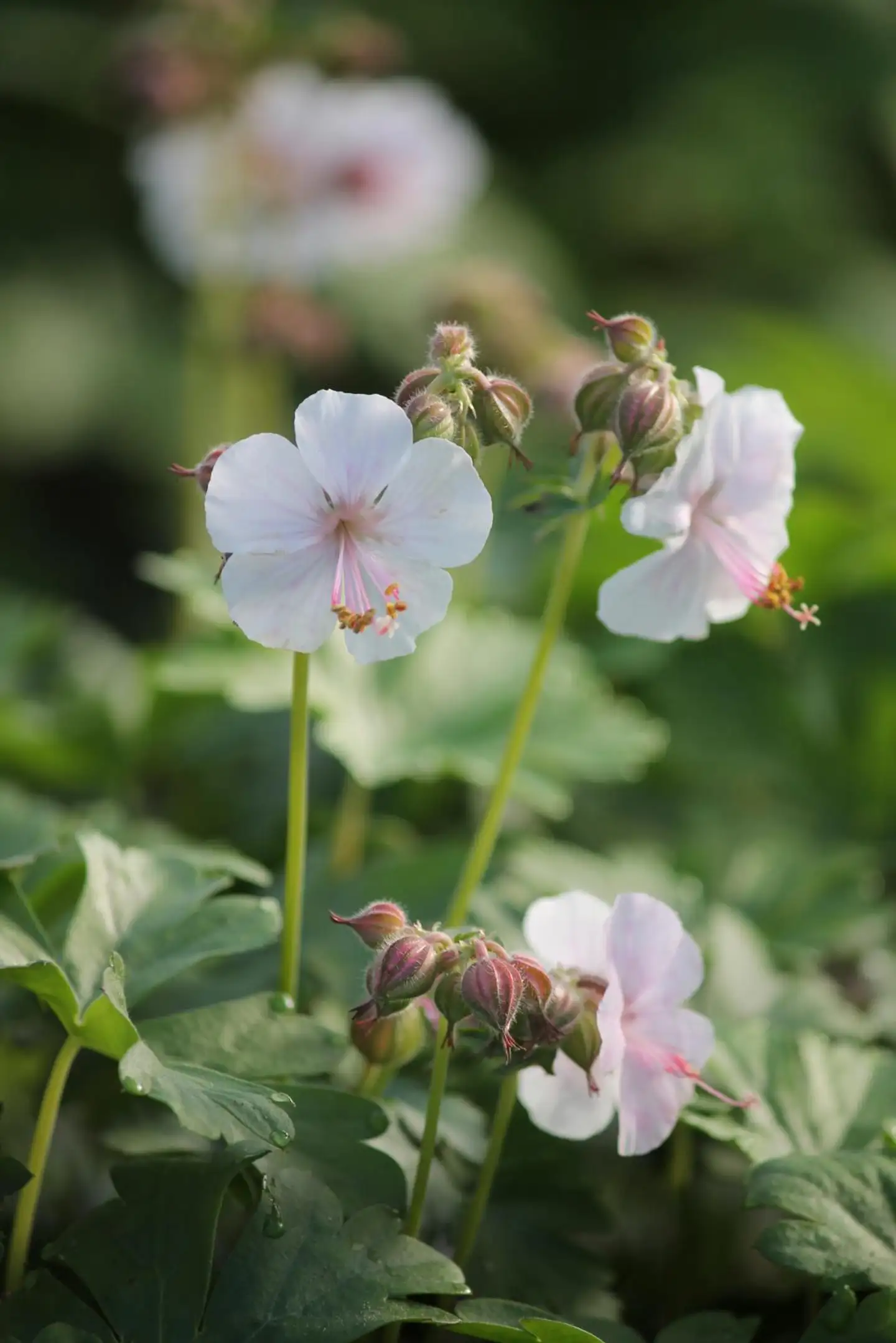 Peittokurjenpolvi 'Biokovo' Geranium x cantabrigiense