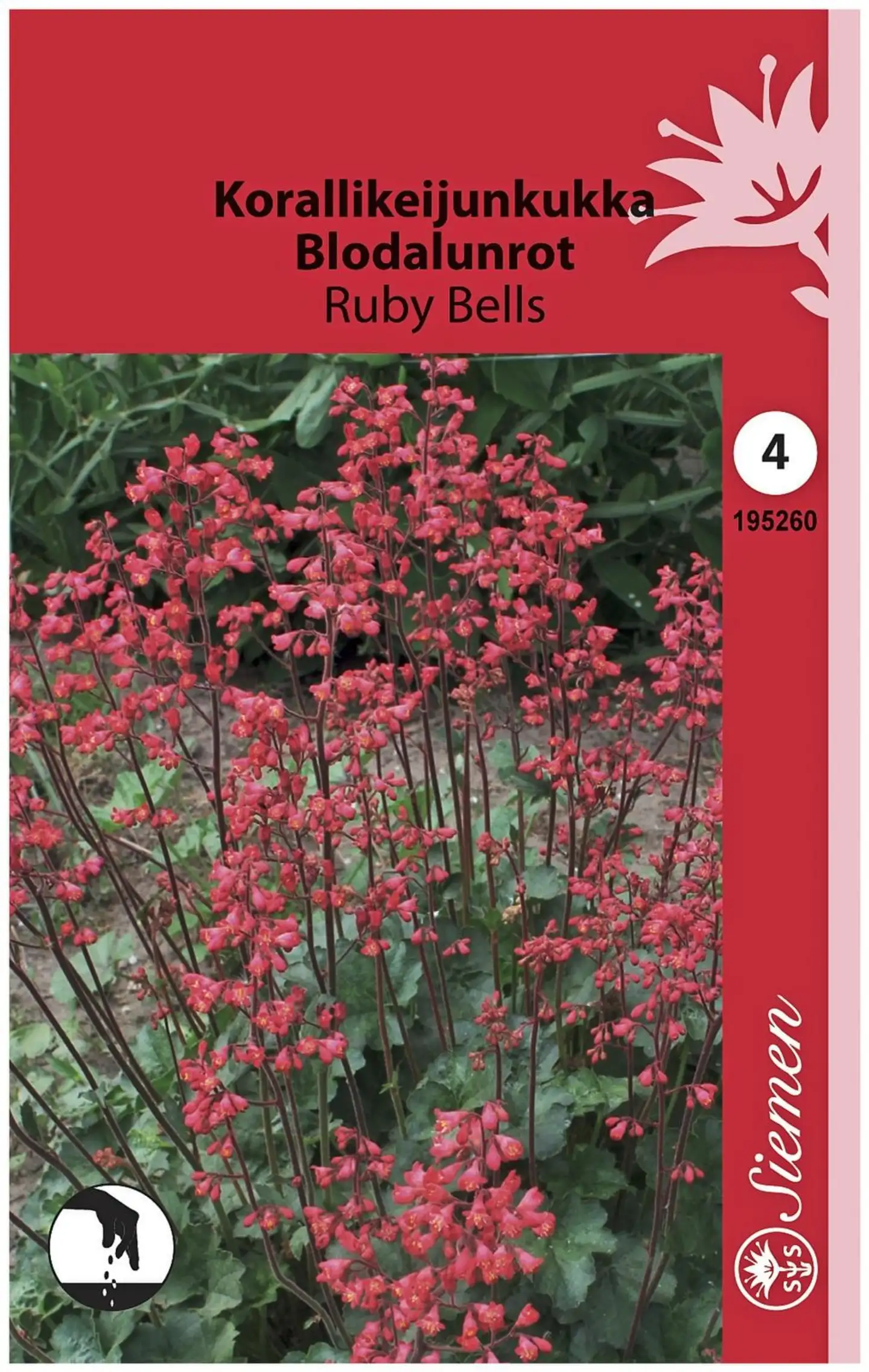 Korallikeijunkukka Ruby Bells