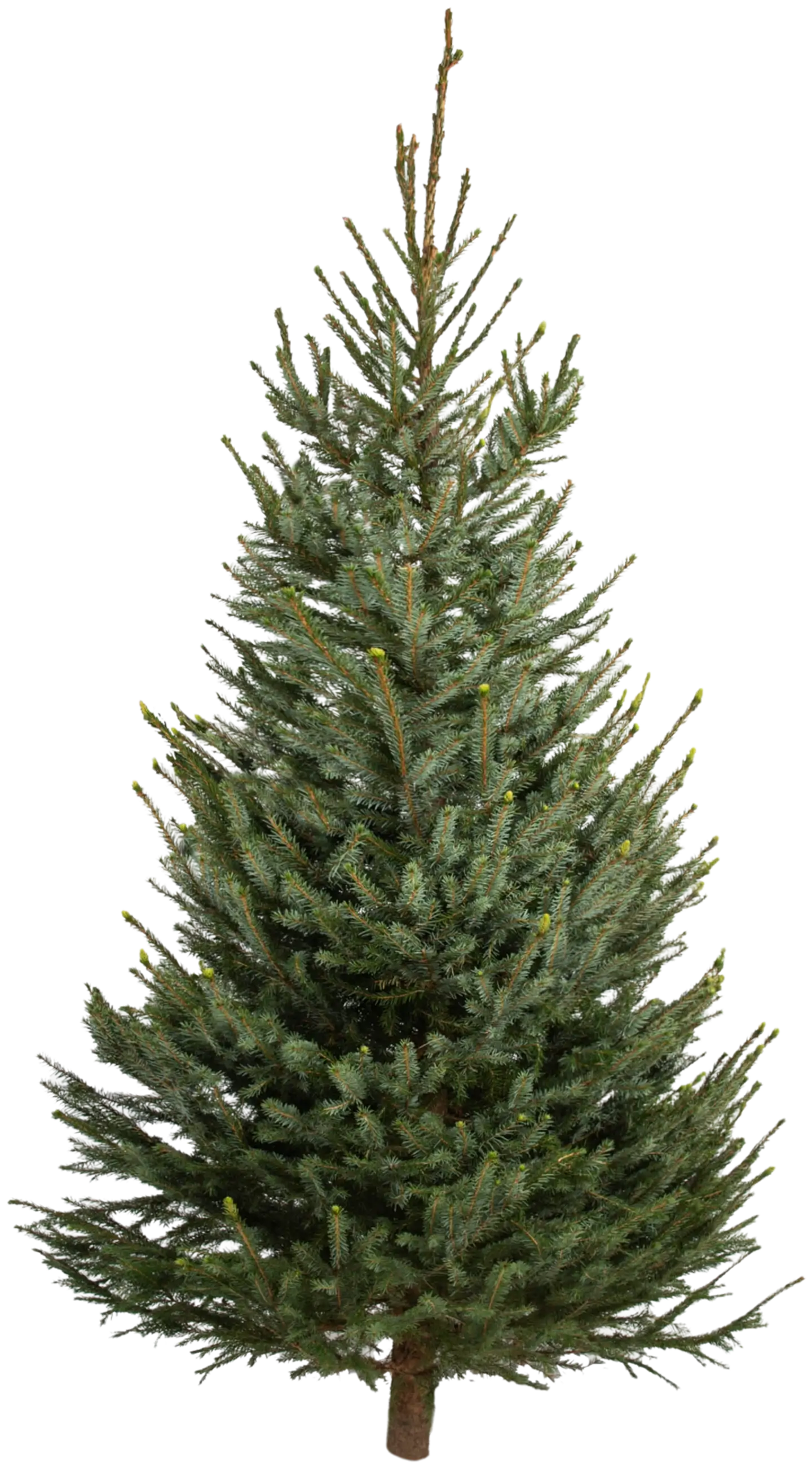 Joulukuusi, suomalainen serbiankuusi Picea omorika, koko 1,8-2,3 m - 1