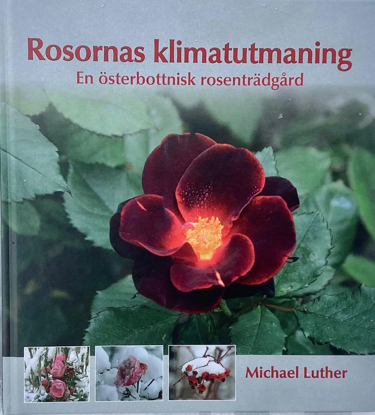 Luther, Rosornas klimatutmaning - En österbottnisk rosenträdgård