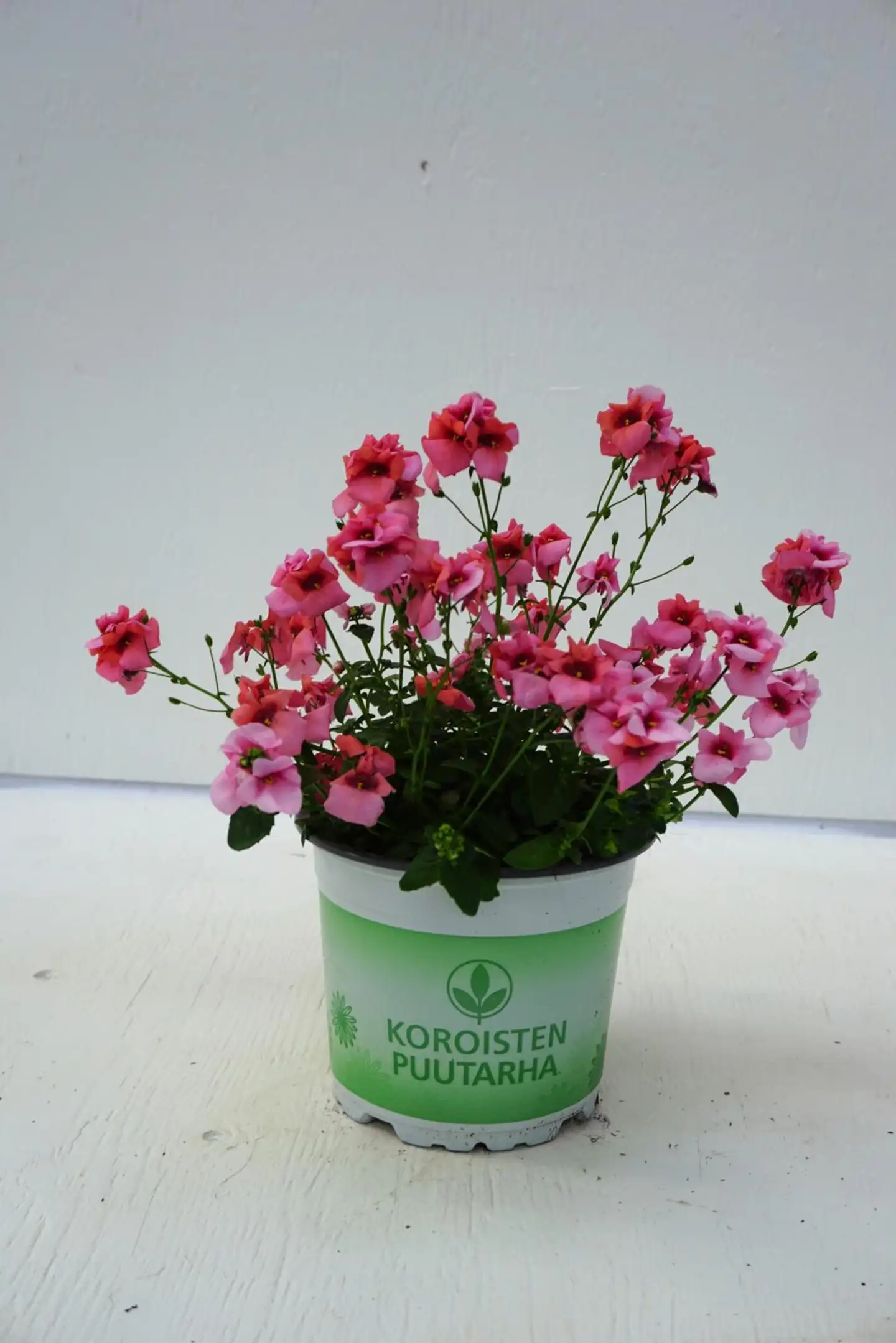 Amppelidiana, Diascia, 12 cm ruukussa - 2