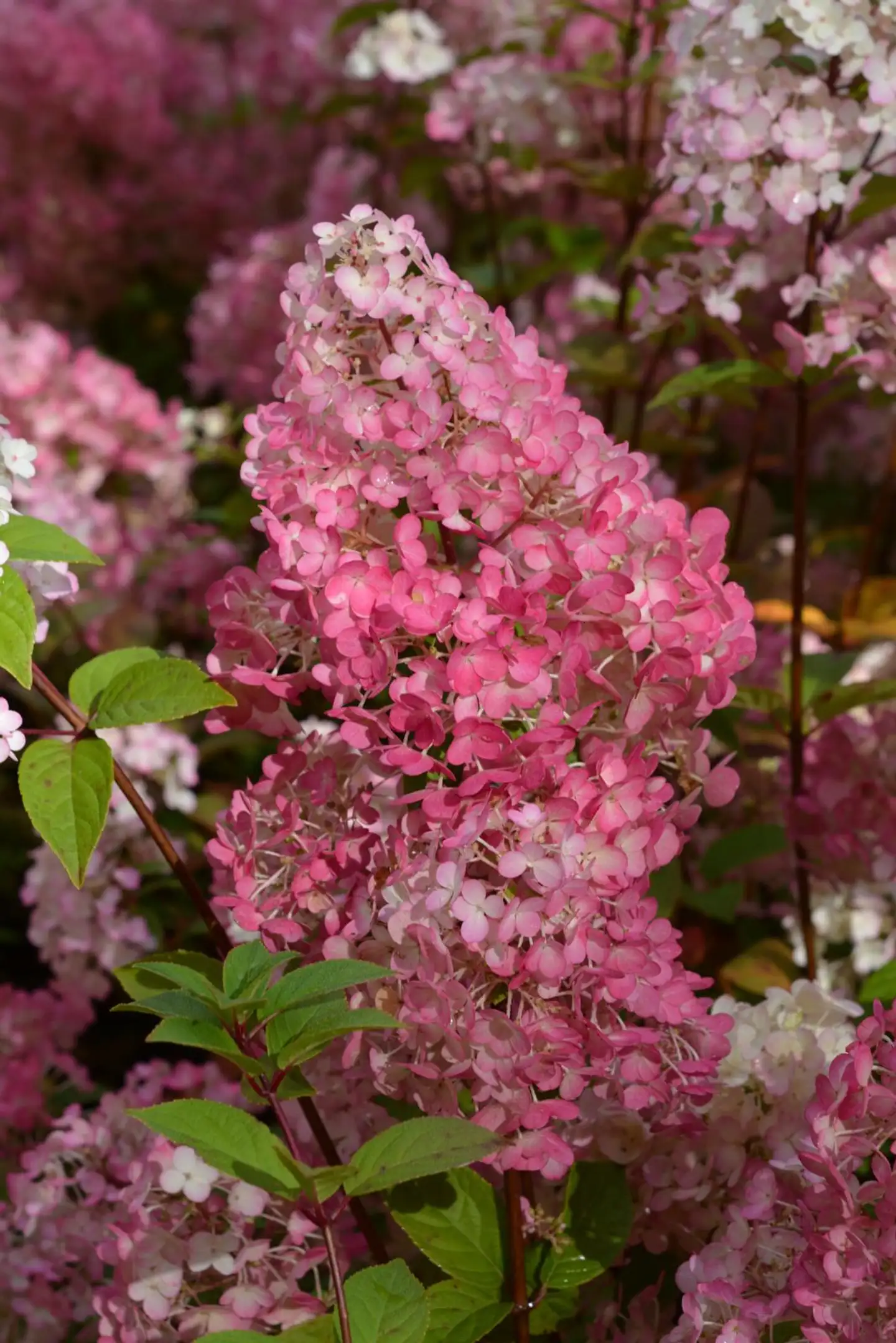 Syyshortensia Diamant Rouge 'Rendia' 3 l astiataimi Hydrangea paniculata Diamant Rouge 'Rendia'