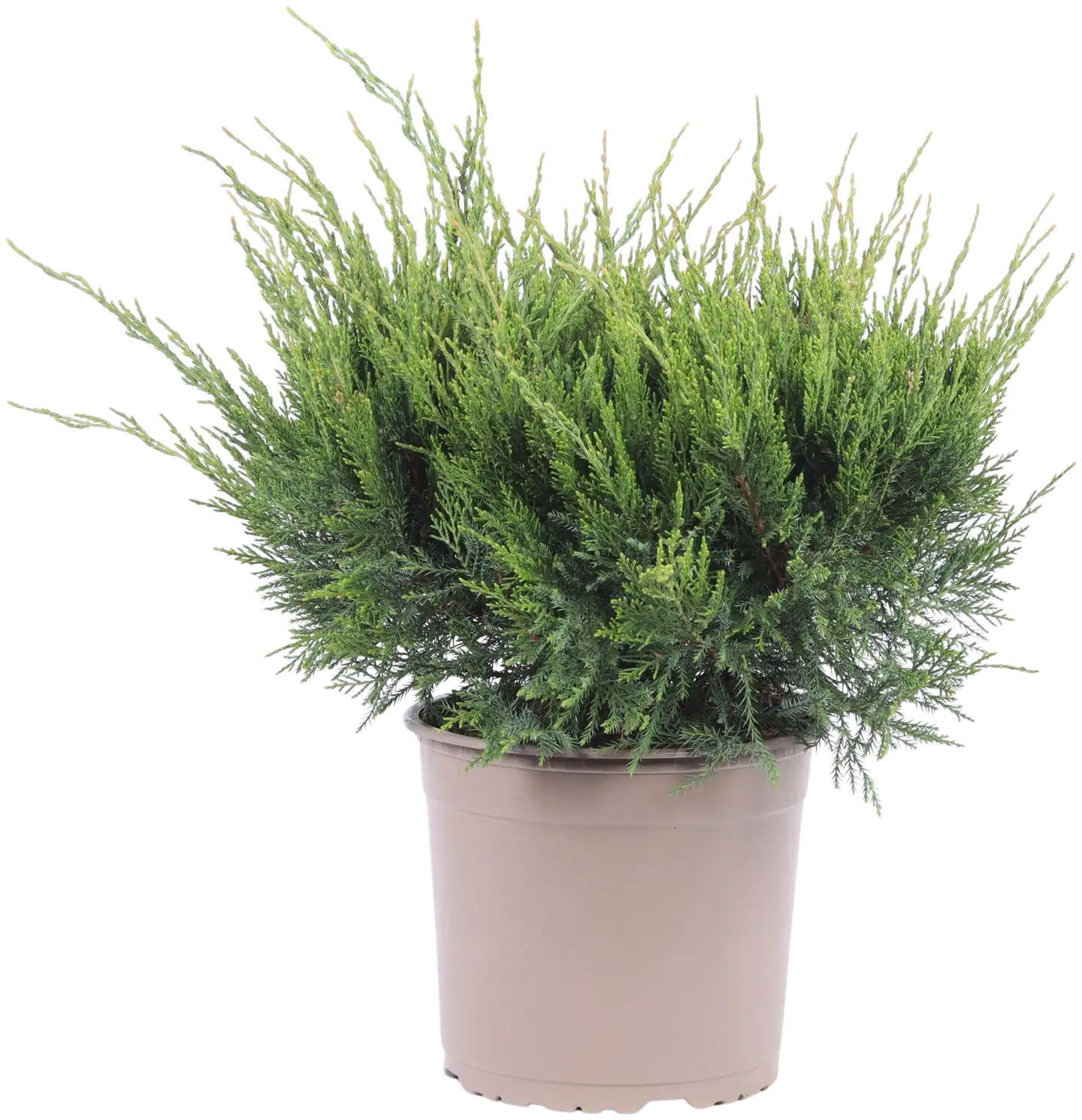Tarhakataja 'Mint Julep' 30-35 AT rk 23
