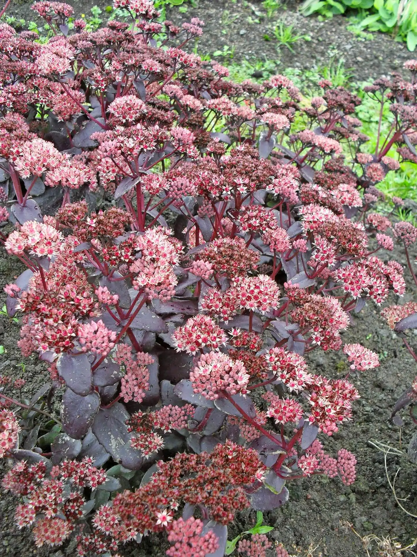 Maksaruoho 'Purple Emperor' Sedum