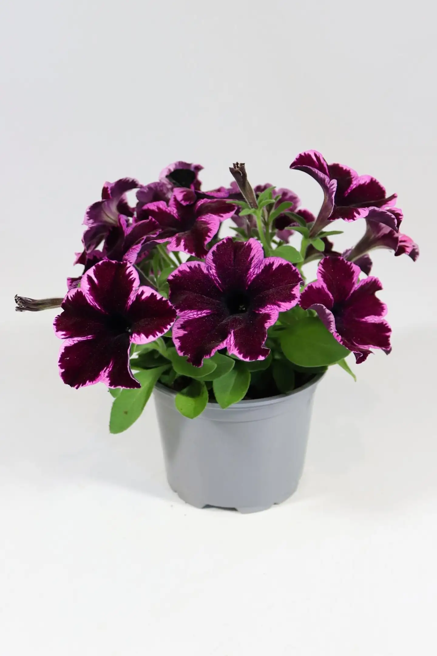 Petunia erikoislajikkeiden mix 12 cm riippuvat amppelilajikkeet - 3