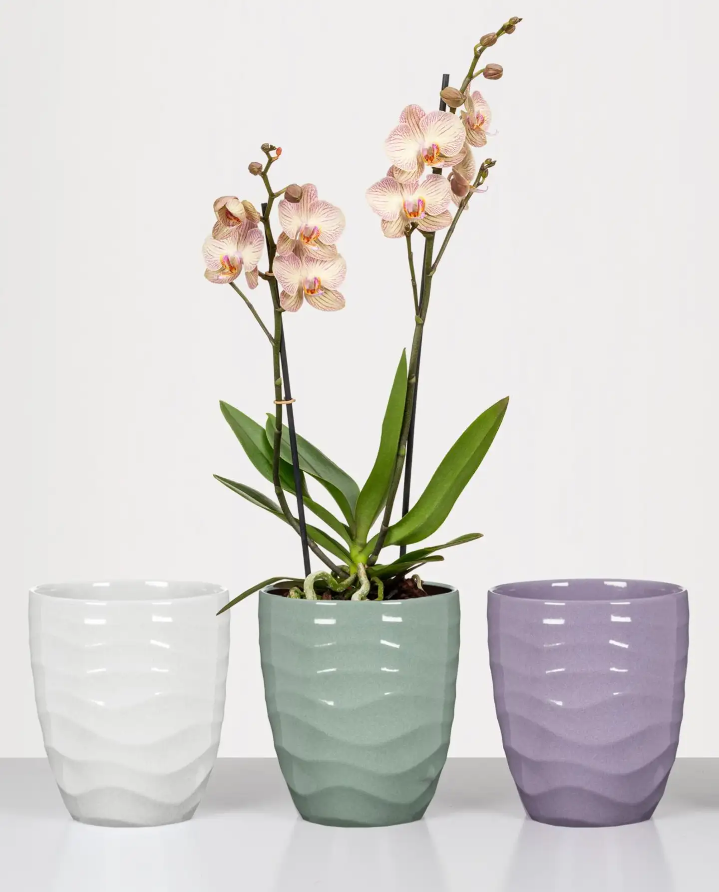 Scheurich orkidearuukku 689 15cm lila - 2