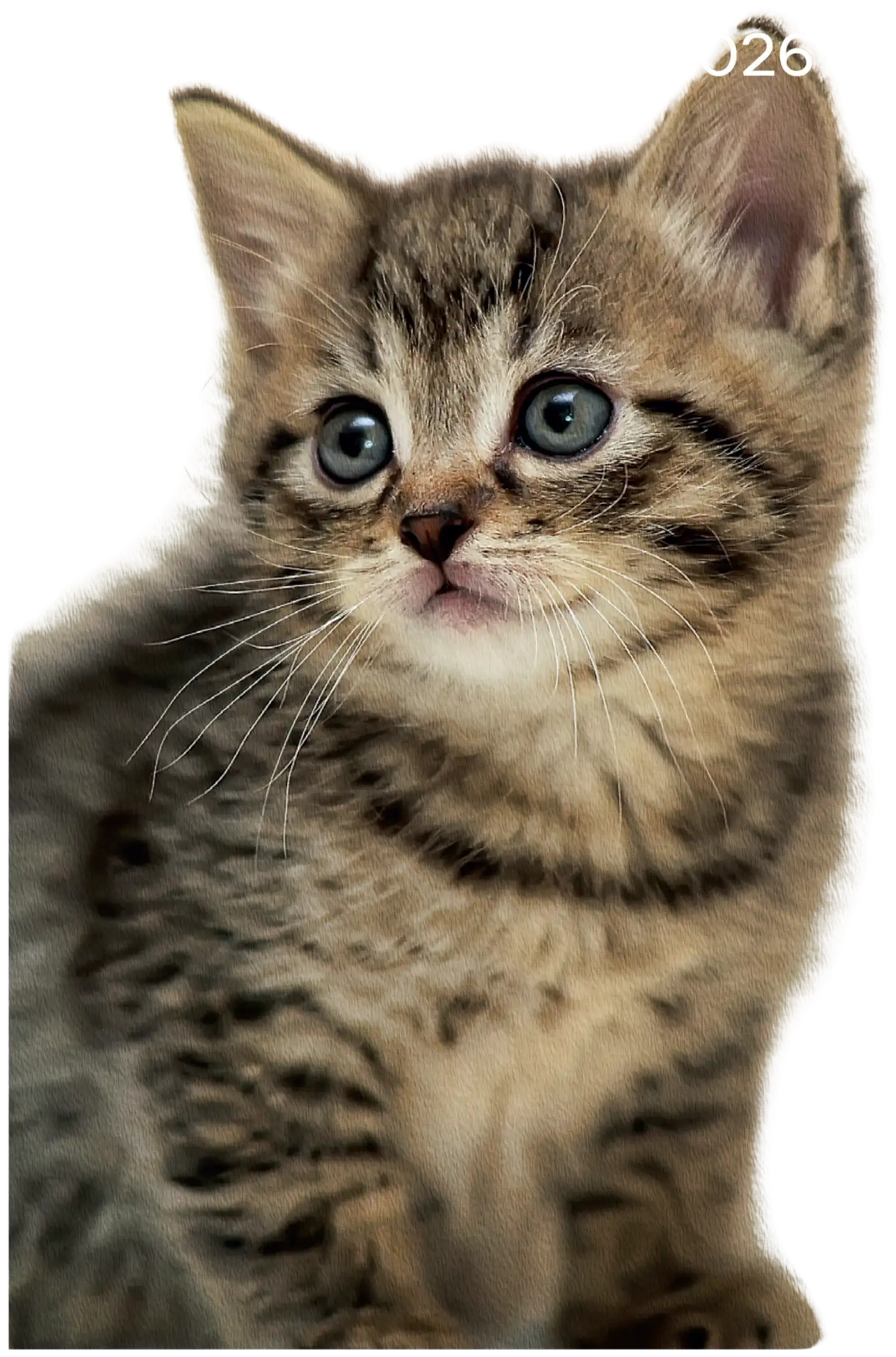 Burde Kalenteri 25/26 Compact Pets - 2