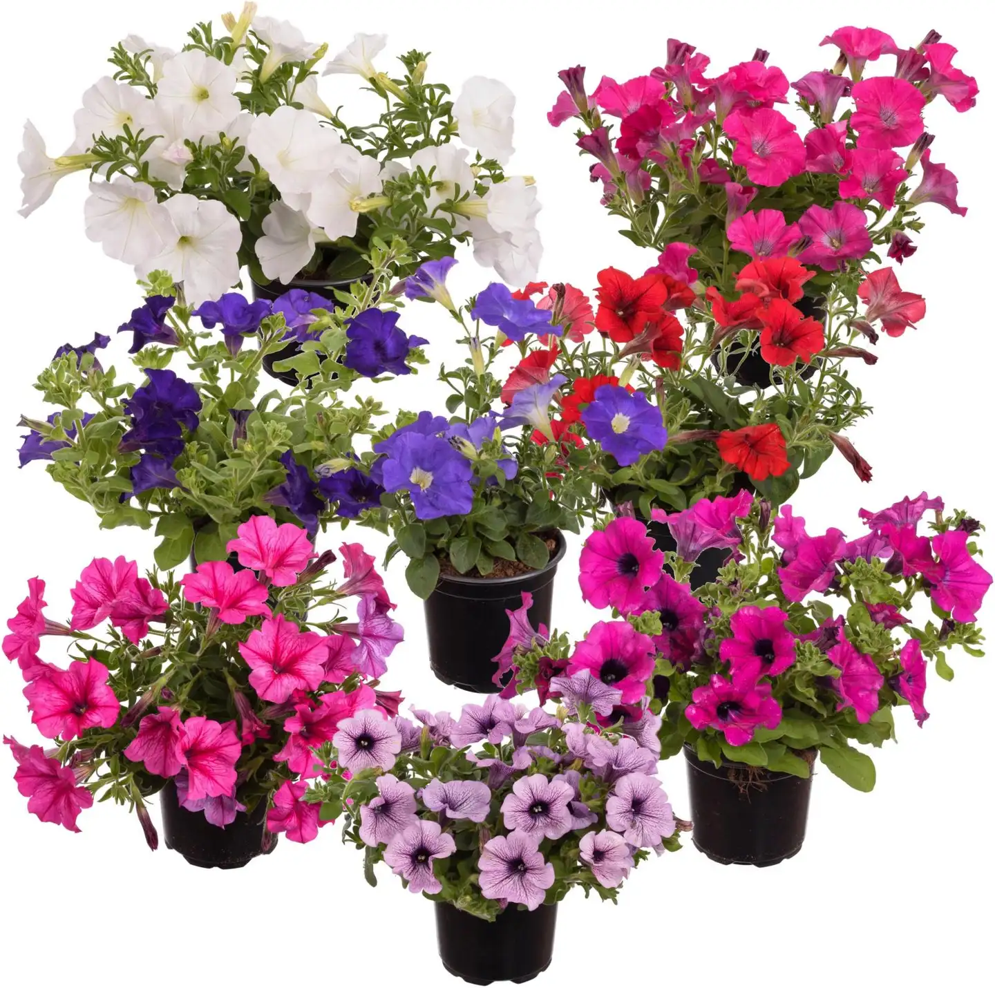 Riippupetunia/Surfinia, 11 cm:n ruukku, värisekoitus