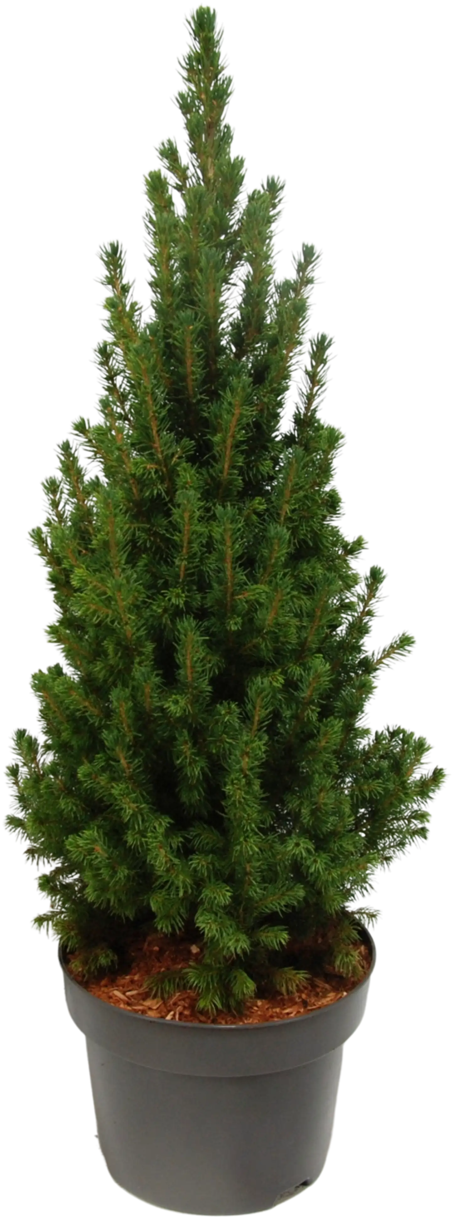 Kartiovalkokuusi 'Perfecta' 60-70 cm astiataimi 5 l ruukku Picea glauca 'Perfecta'