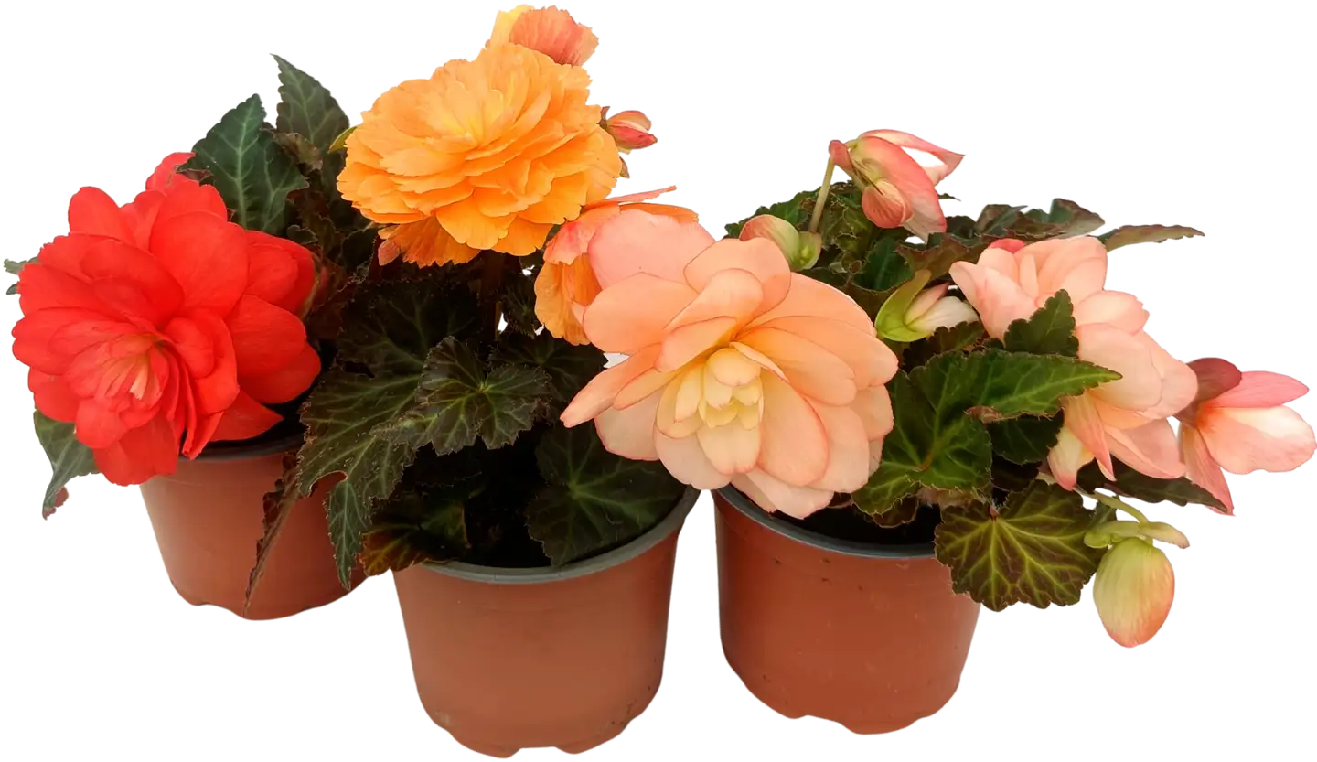 Tarhabegonia 12 cm ruukussa. Begonia x hybrida - 2