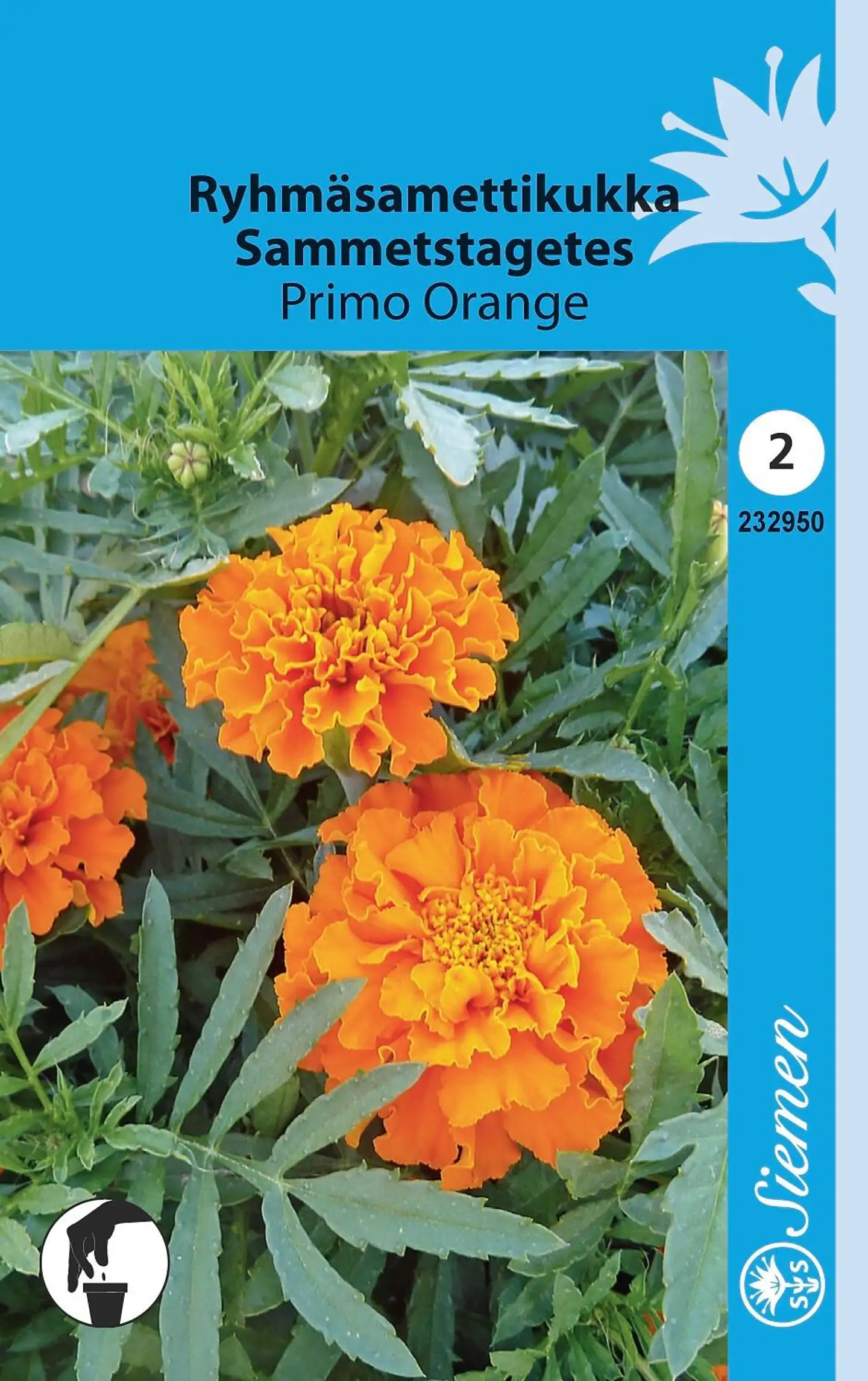 Ryhmäsamettikukka Primo Orange