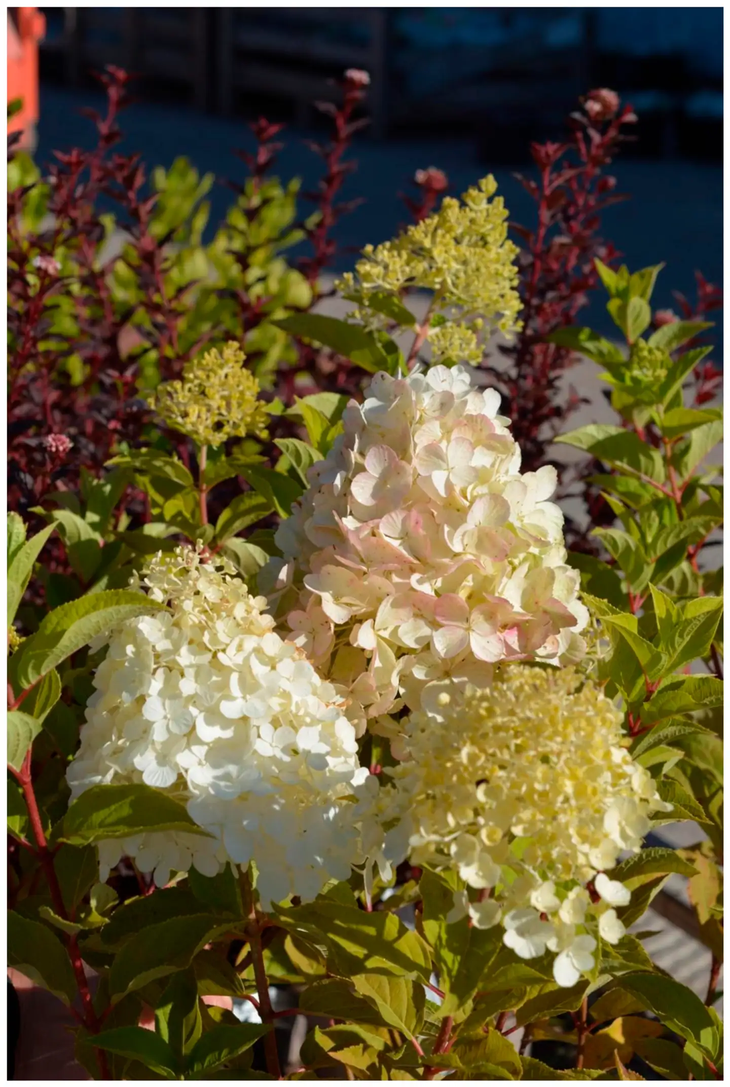 Syyshortensia ’Polar Bear’ 3 l astiataimi Hydrangea paniculata 'Polar Bear'