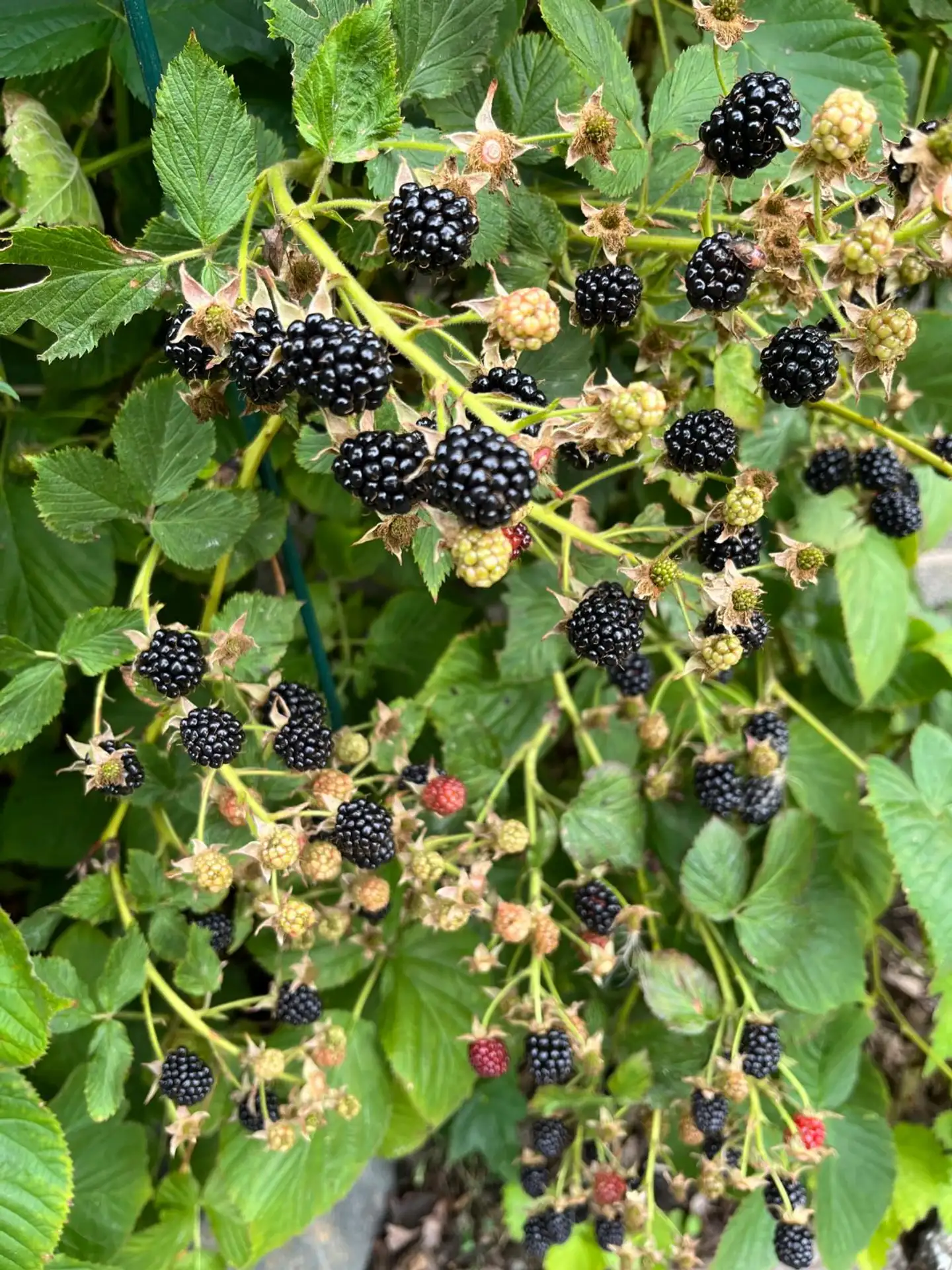 Siperiankarhunvatukka 2 l astiataimi Rubus fruticosus