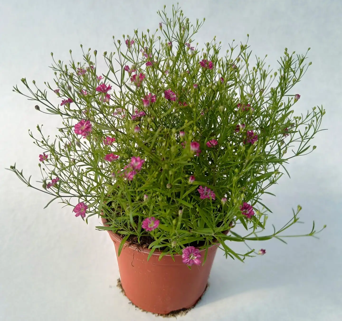 Amppeliharso 11 cm  ruukussa