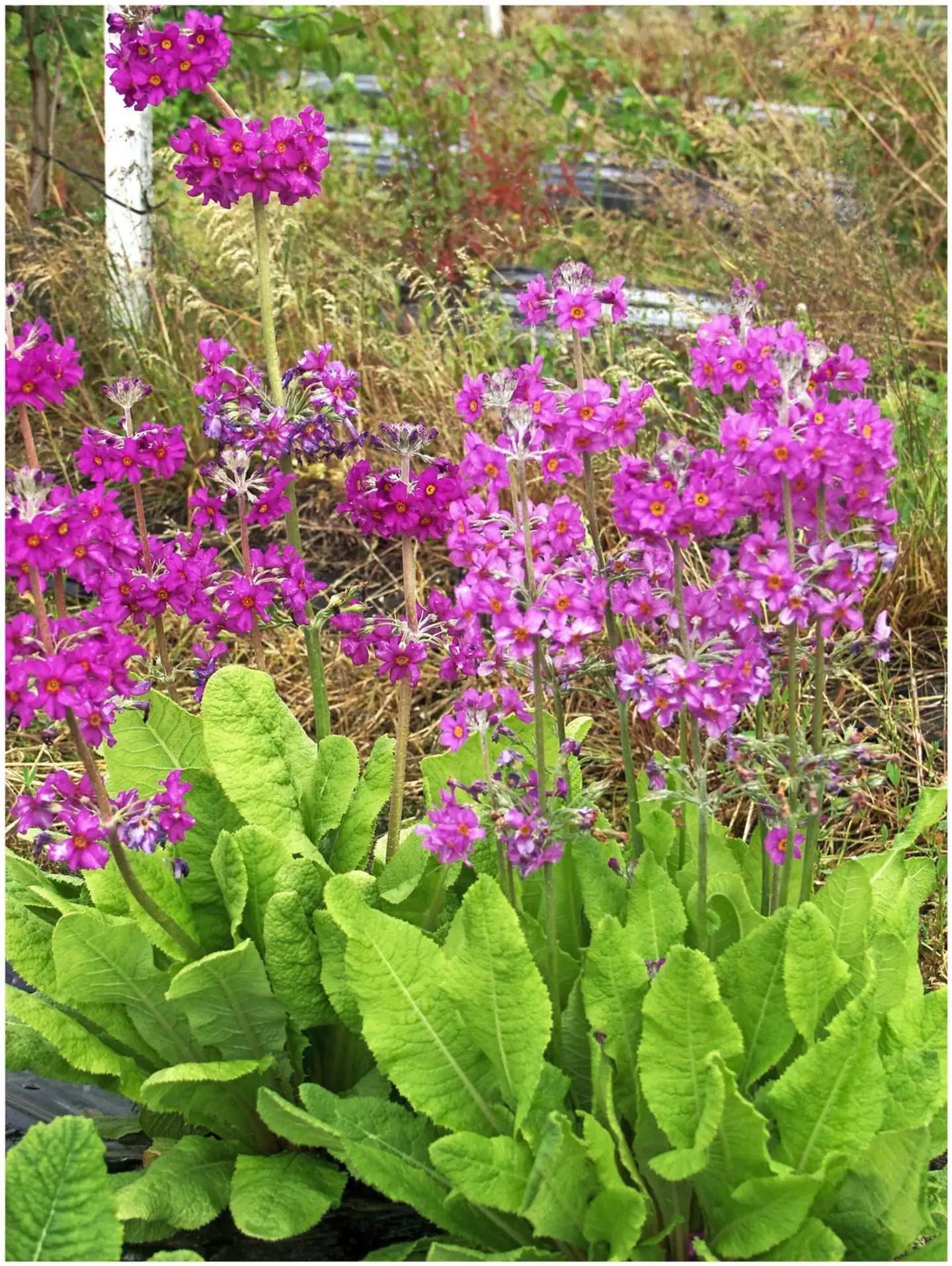 Himalajanesikko 'Gigas' Primula rosea