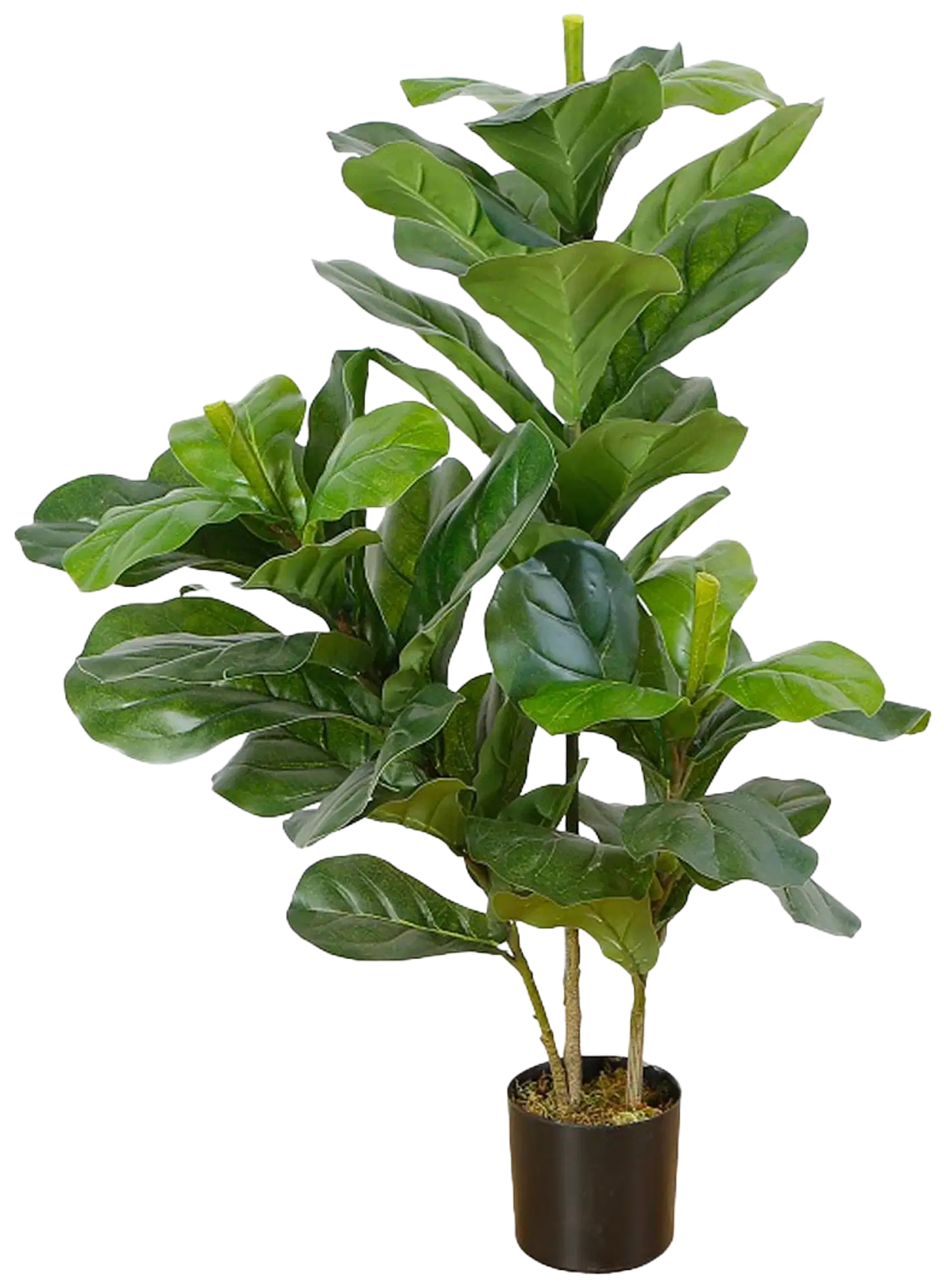 Lykke tekokasvi fiddle-leaf fig 85cm - 1