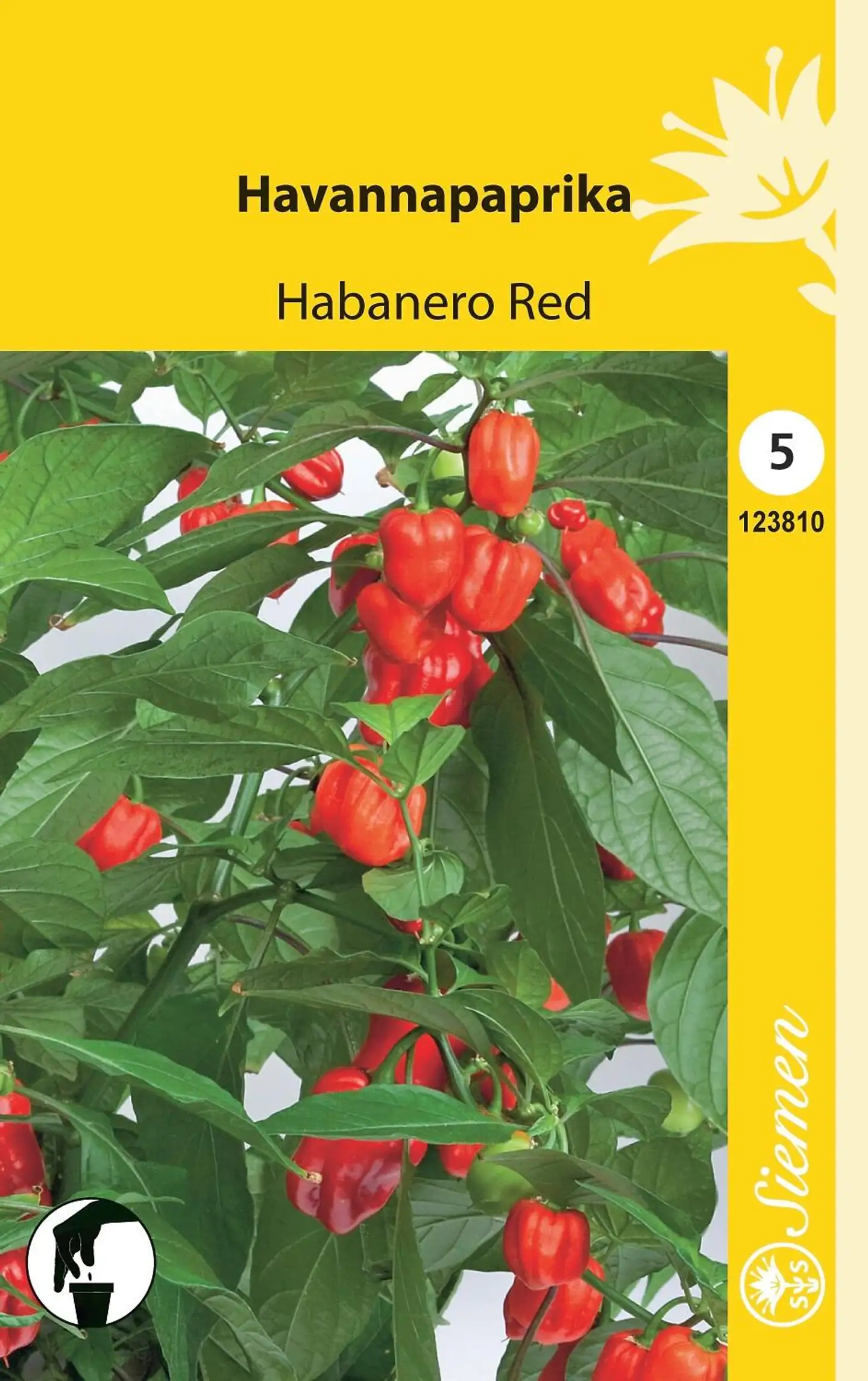 Siemen havannapaprika 'Habanero Red'