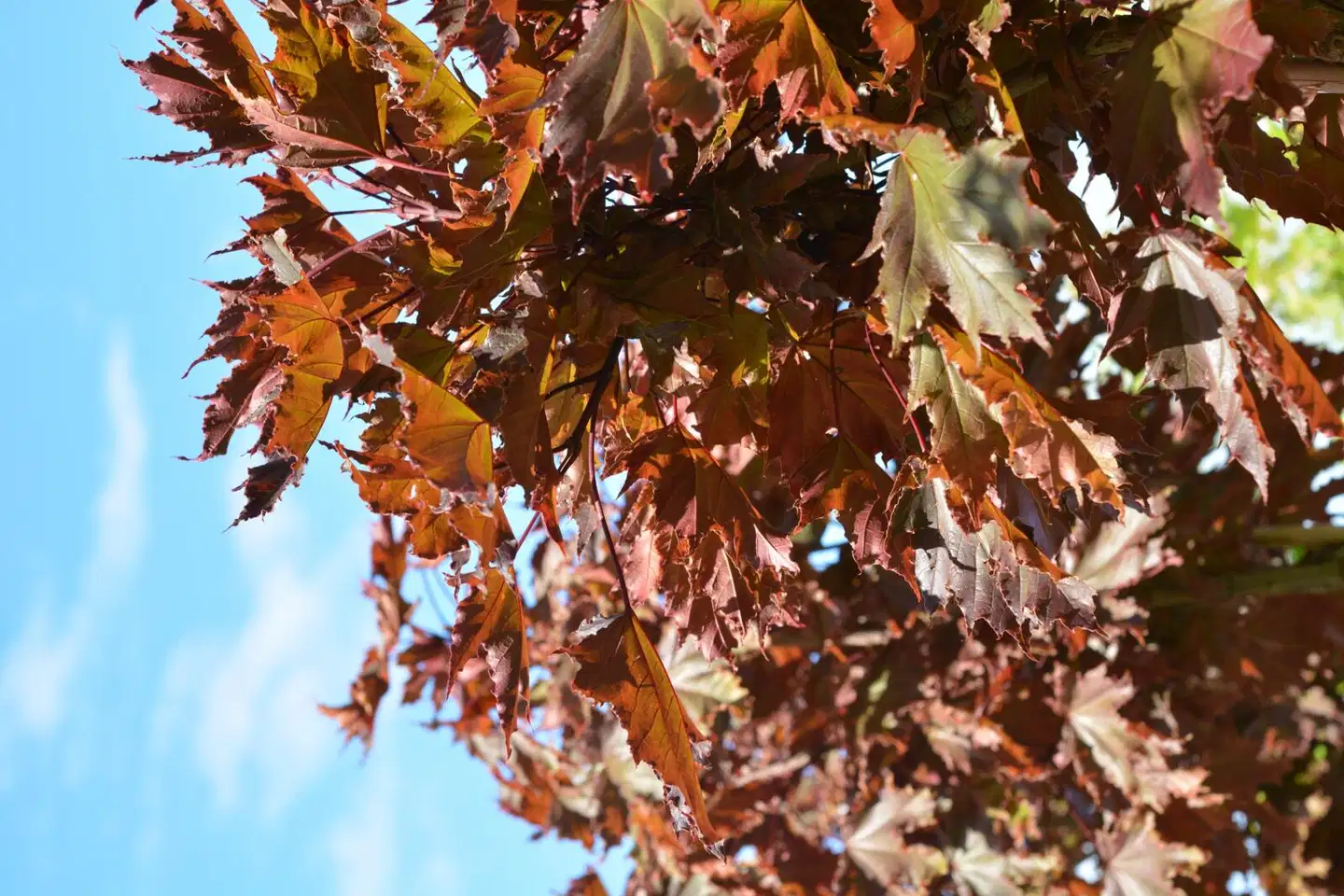 Tahvoset metsävaahtera Crimson Centry astiataimi runko 120 cm