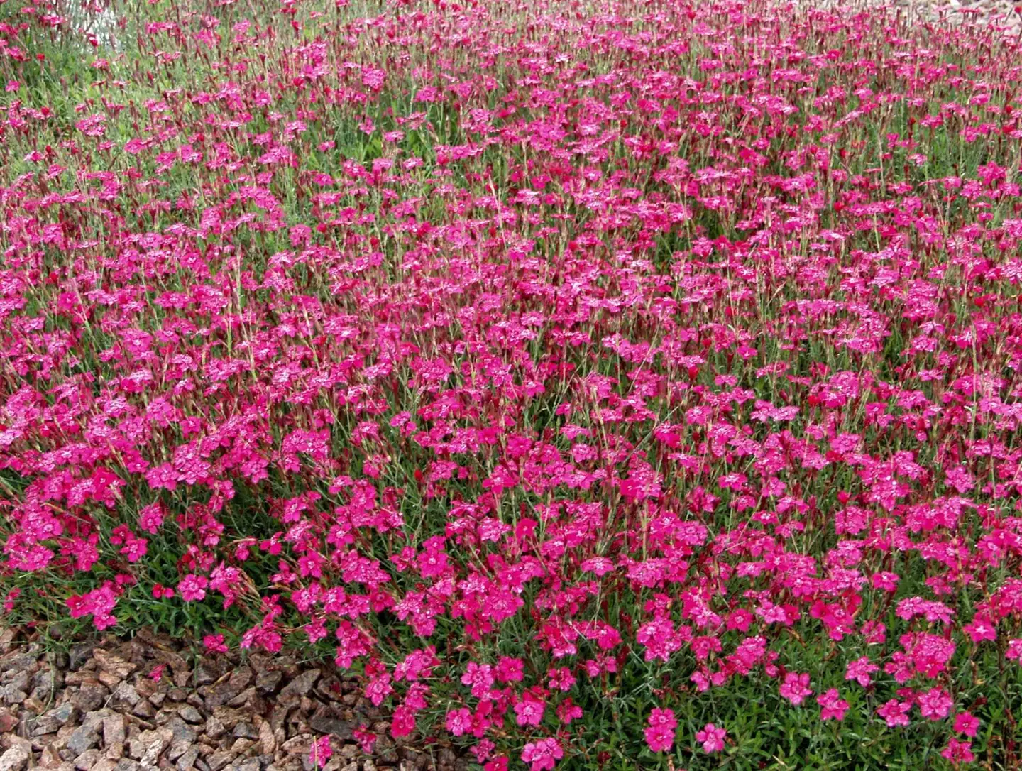 Ketoneilikka Dianthus deltoides