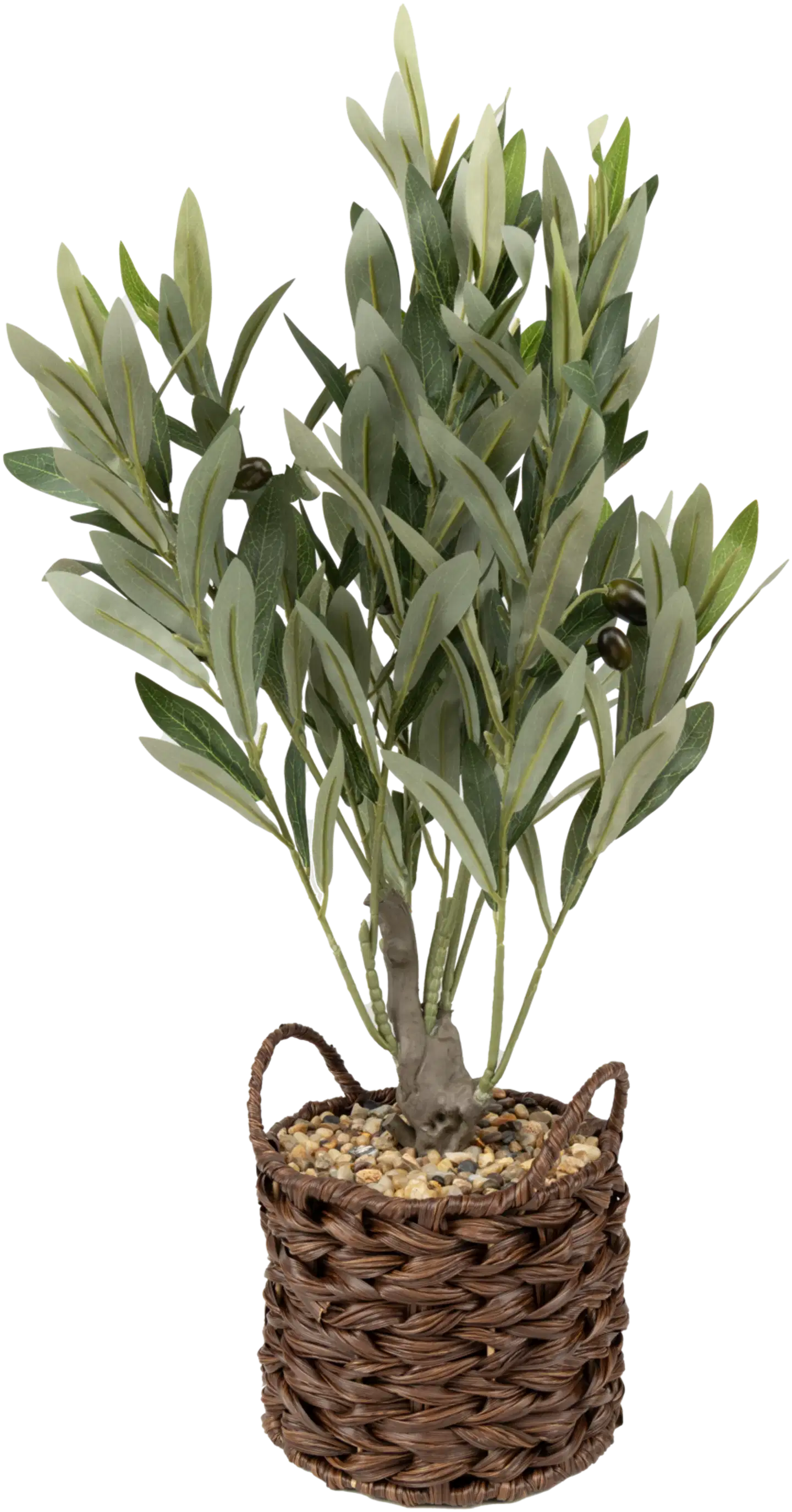 Koristekasvi oliivipuu korissa 56 cm