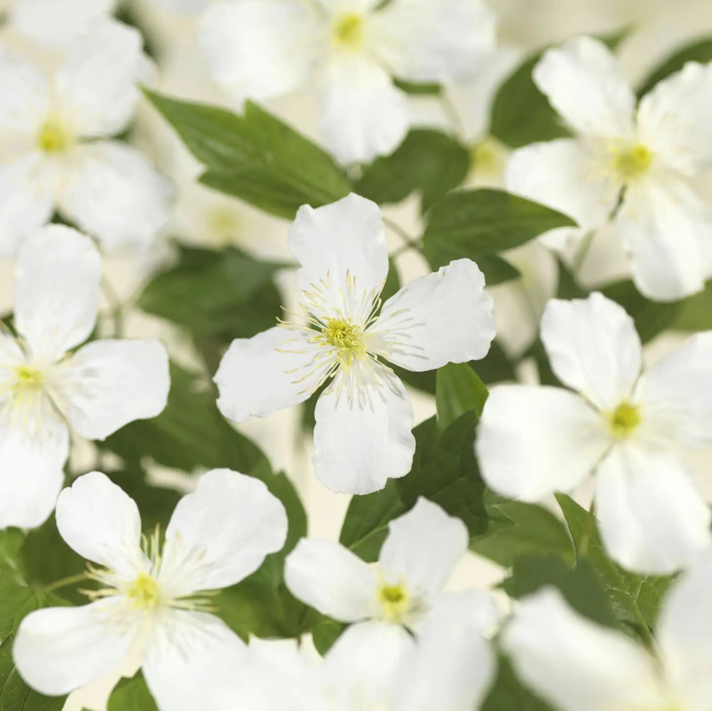 Grandiflora' vuorikärhö, ruukku 11 cm