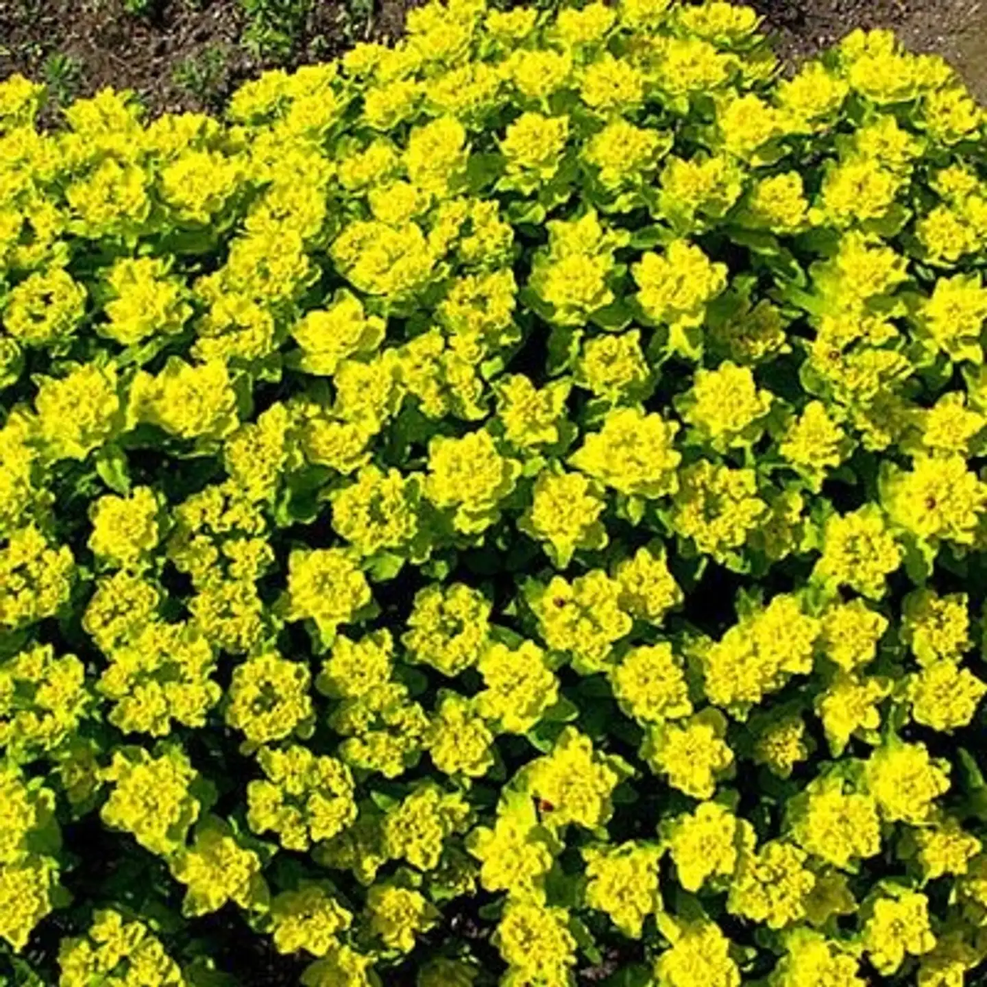 Kultatyräkki Euphorbia polychroma