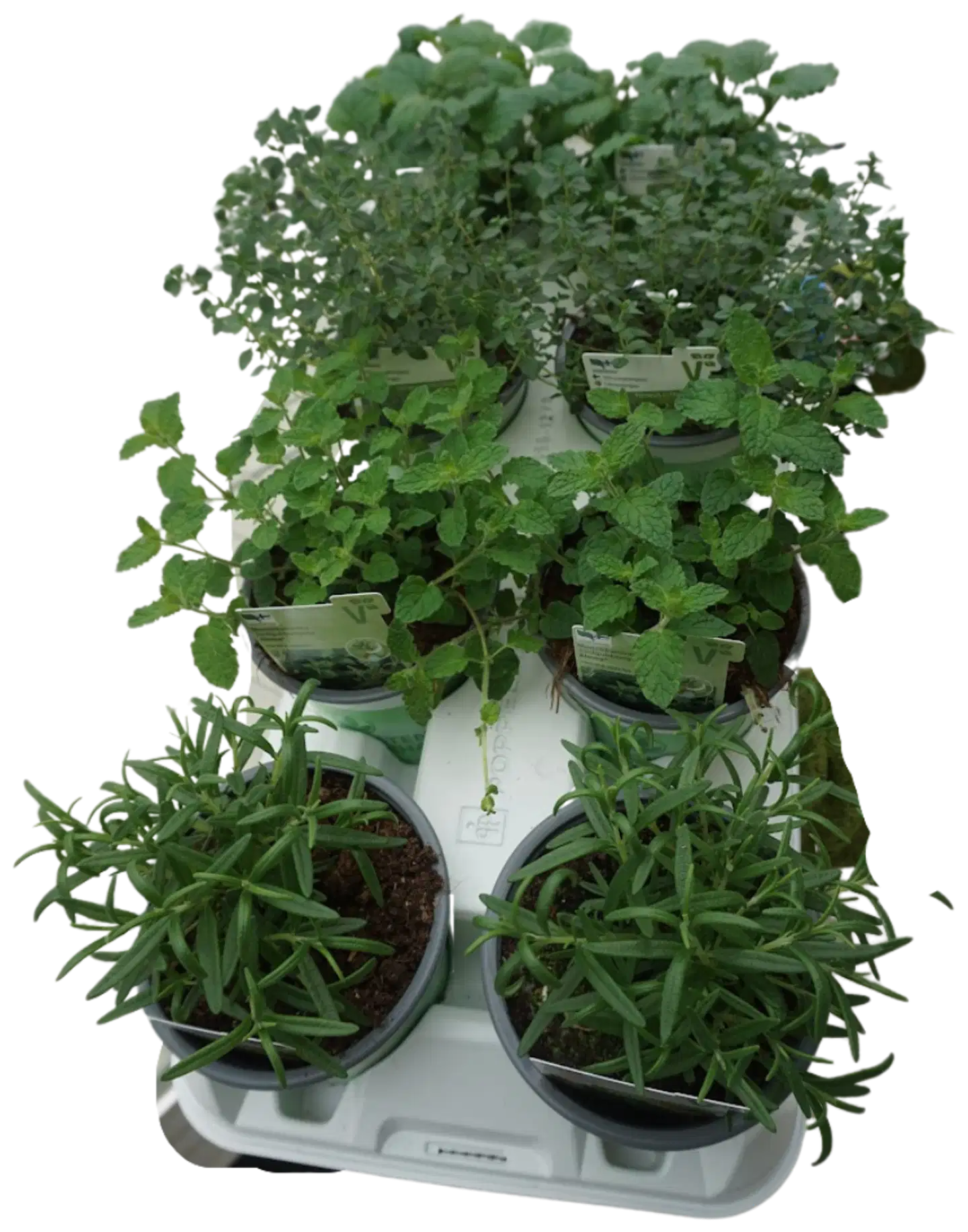 Mausteyrtti lajitelma 12cm - 2