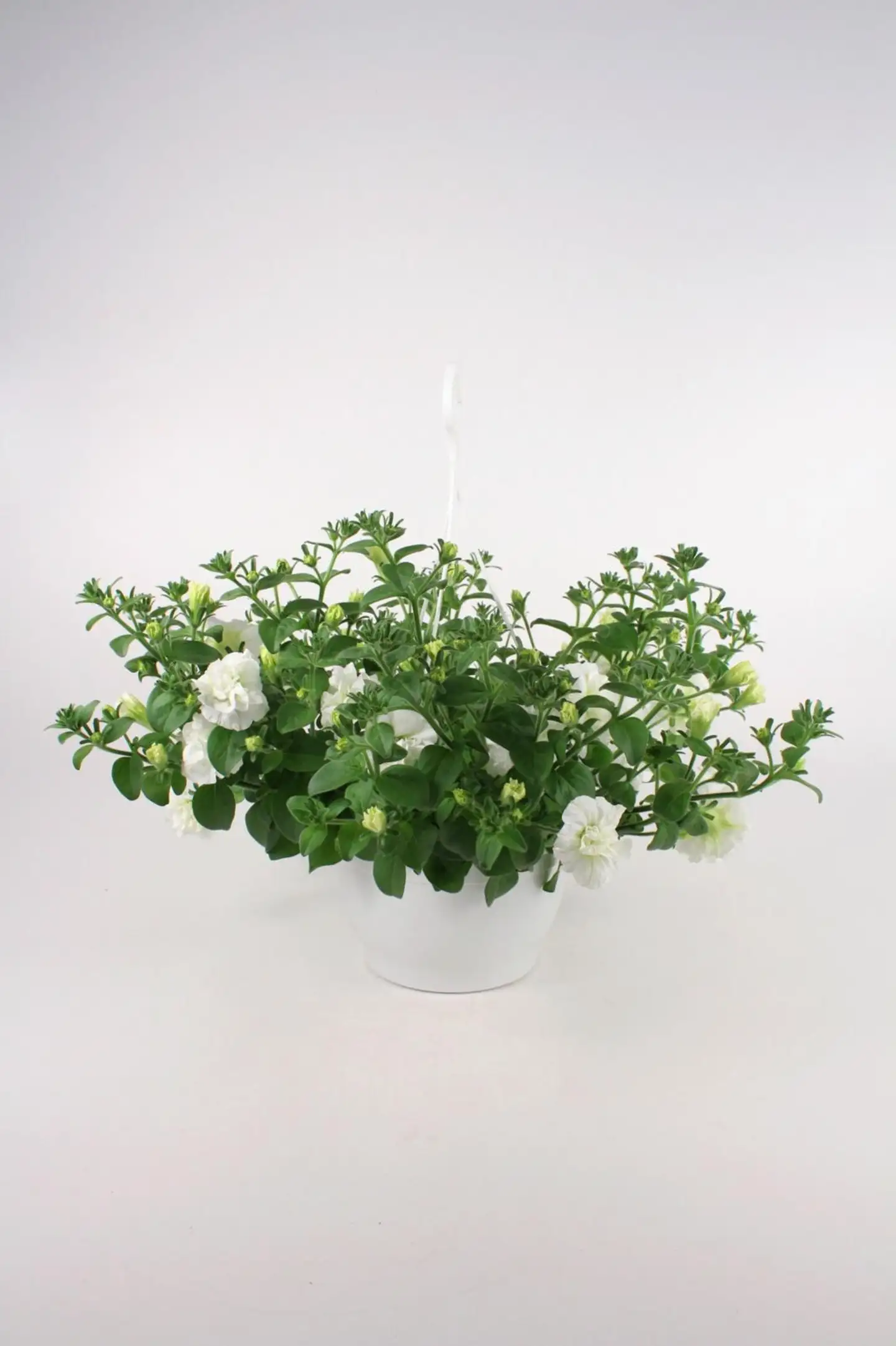 Kerrottukukkainen amppeli mix 23 cm - 5