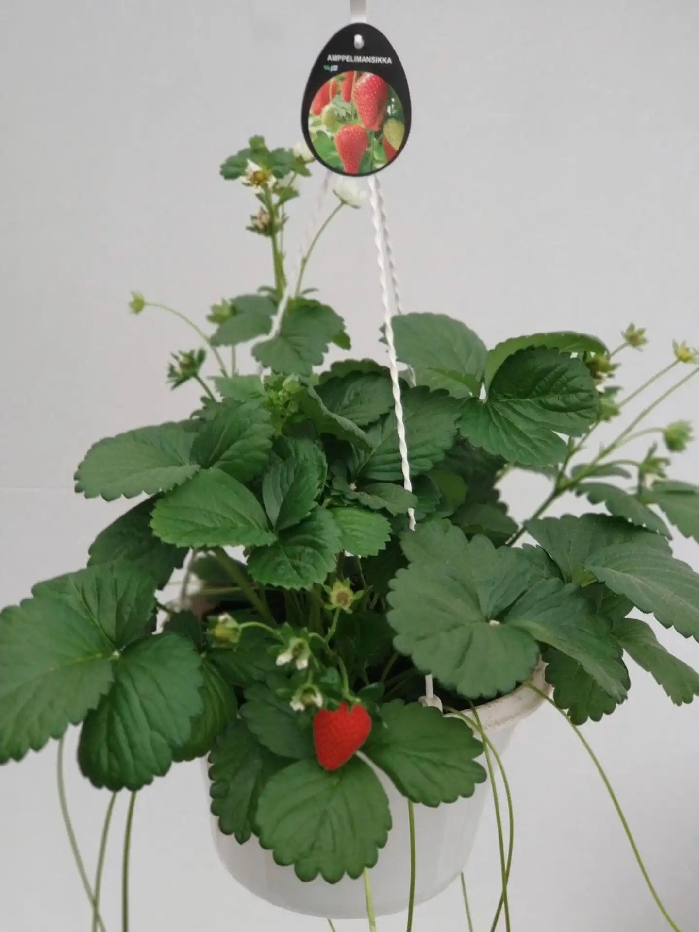 Amppelimansikka, halk. 23 cm, jatkuva satoinen, Suomessa viljelty - 1