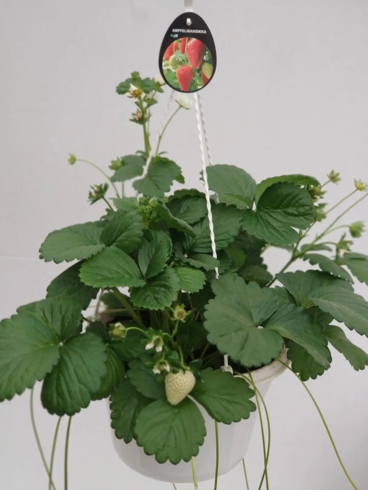 Amppelimansikka, halk. 23 cm, jatkuva satoinen, Suomessa viljelty - 2
