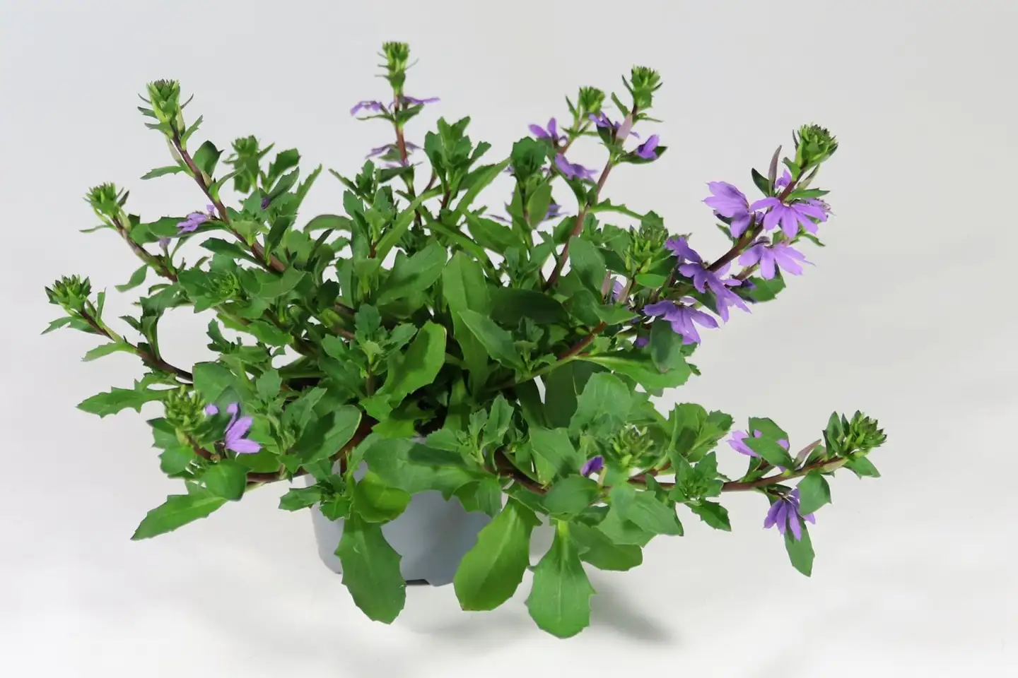 Siniviuhka 12 cm ruukussa - 2