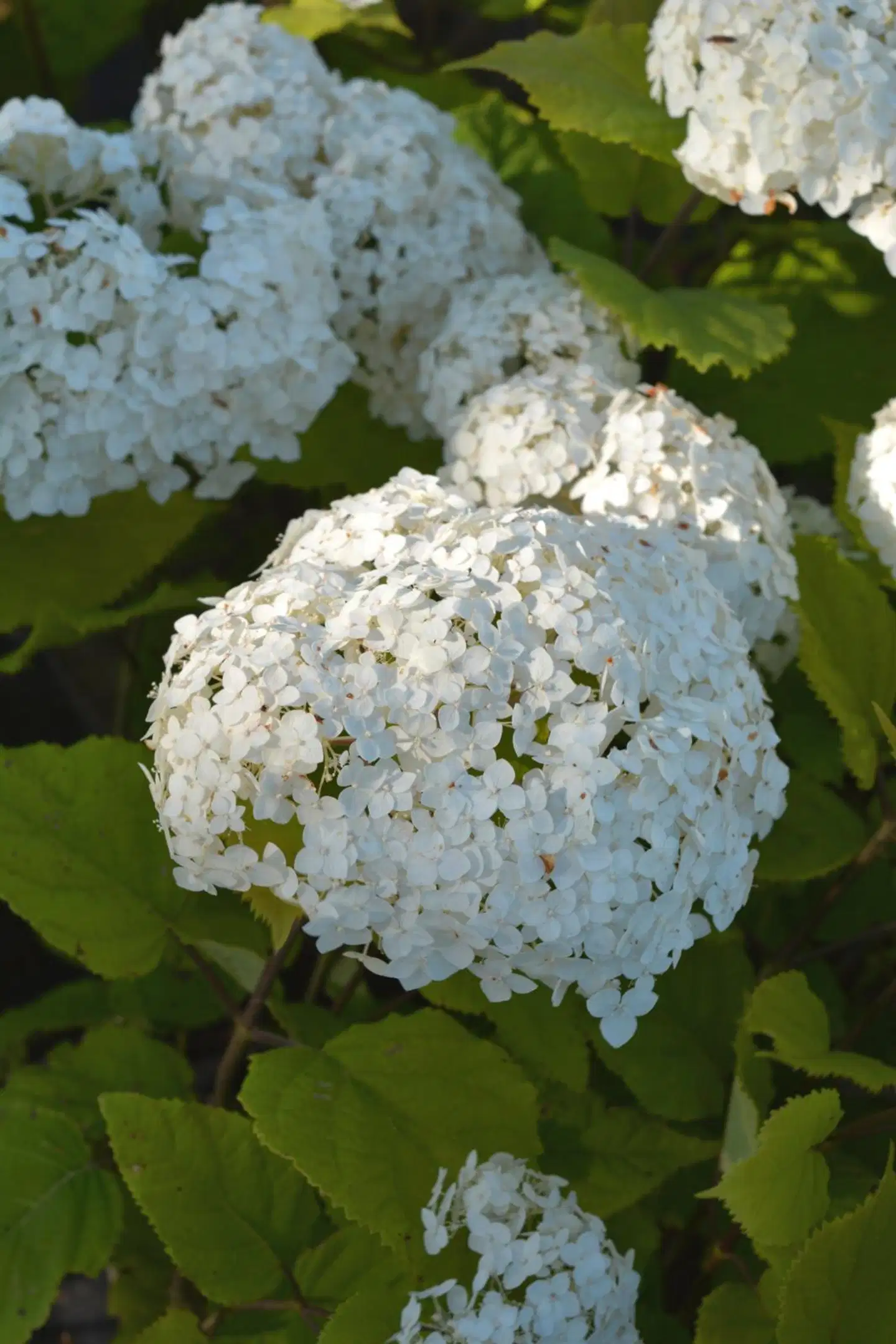 Tahvoset Pallohortensia Flowerwow, At 3L