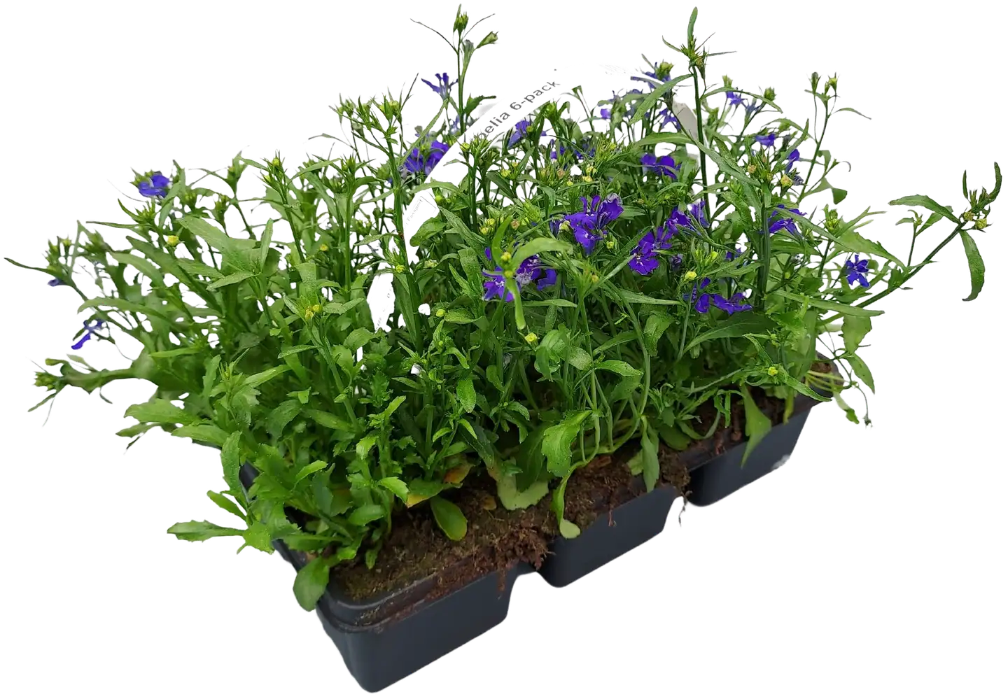 Lobelia 6-pack - 1