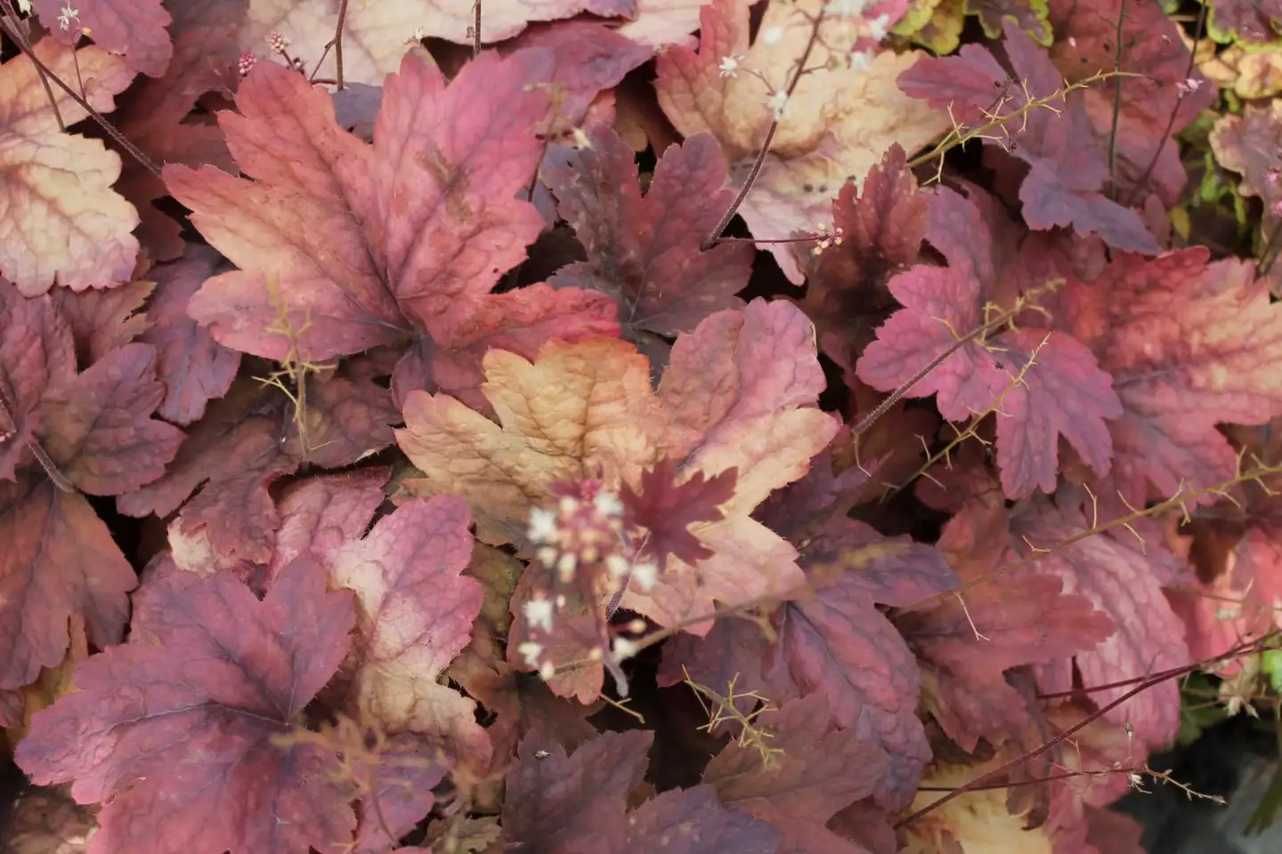 Haltiankukka 'Sweet Tea' Heucherella 'Sweet Tea'