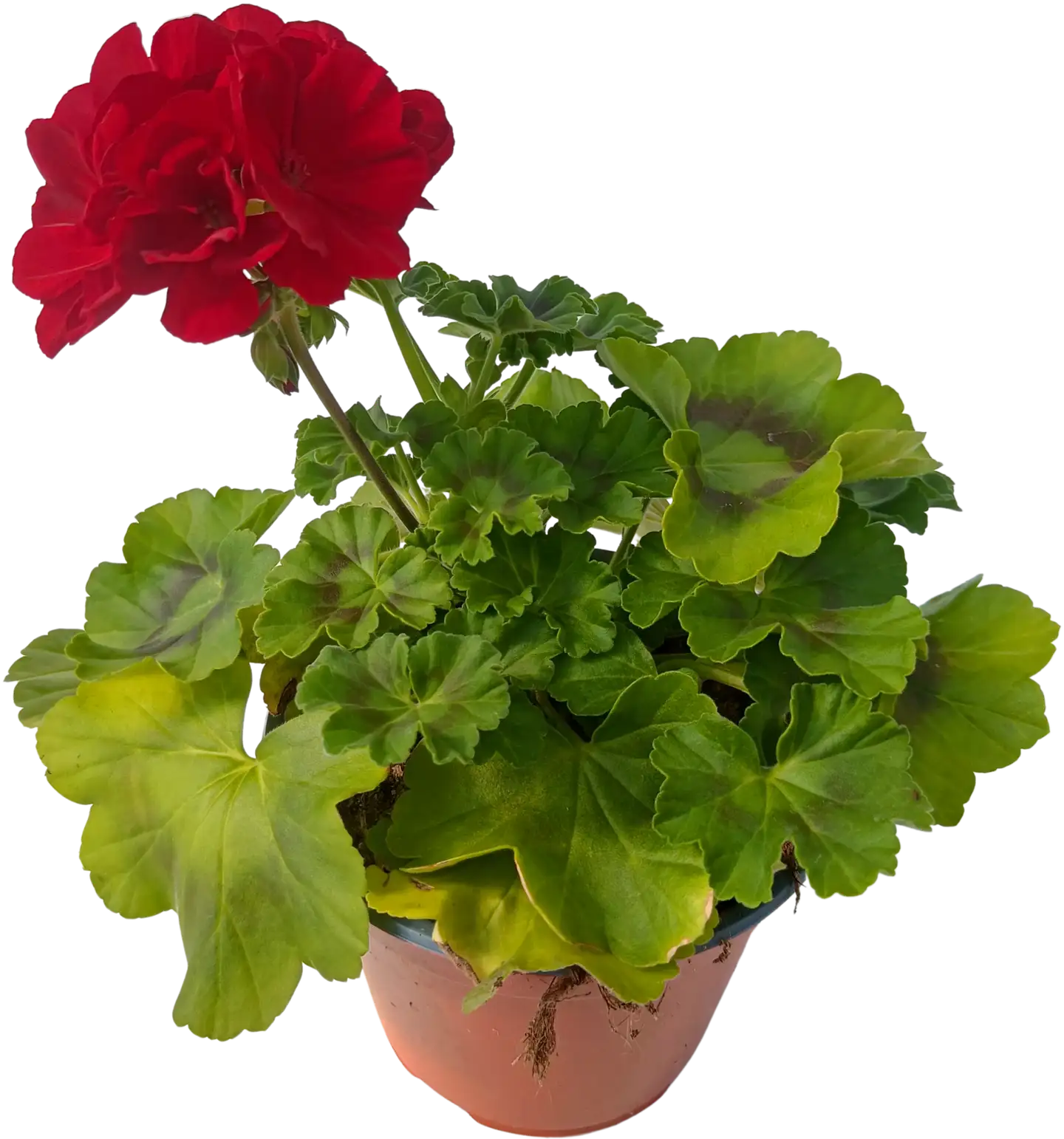 Pelargoni Calliope 14 cm ruukussa