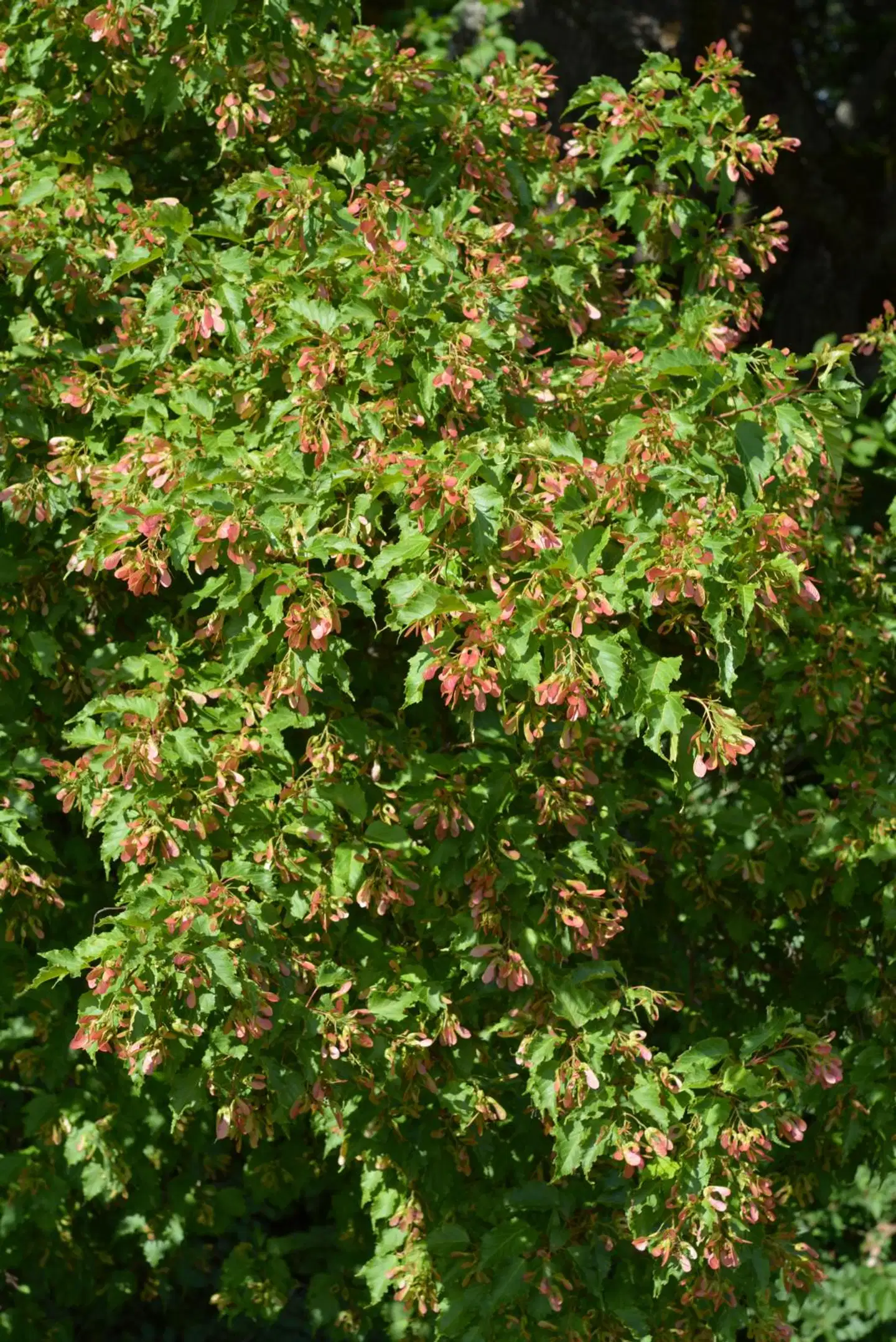 Tahvoset Tataaripikkuvaahtera, rungollinen